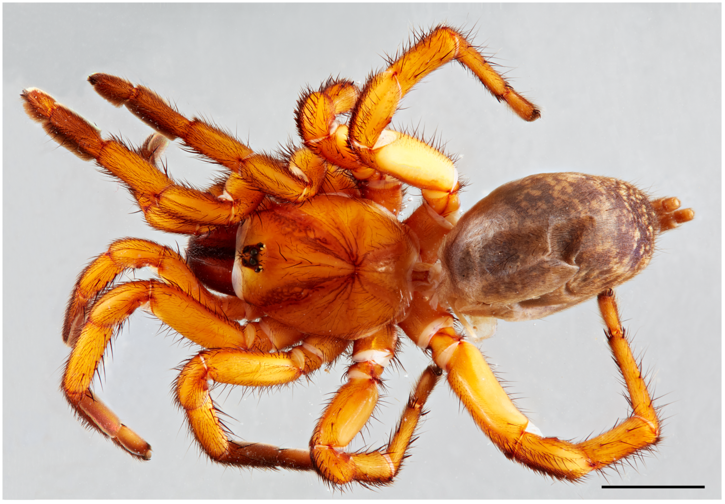 Taxonomy 05 00035 g029