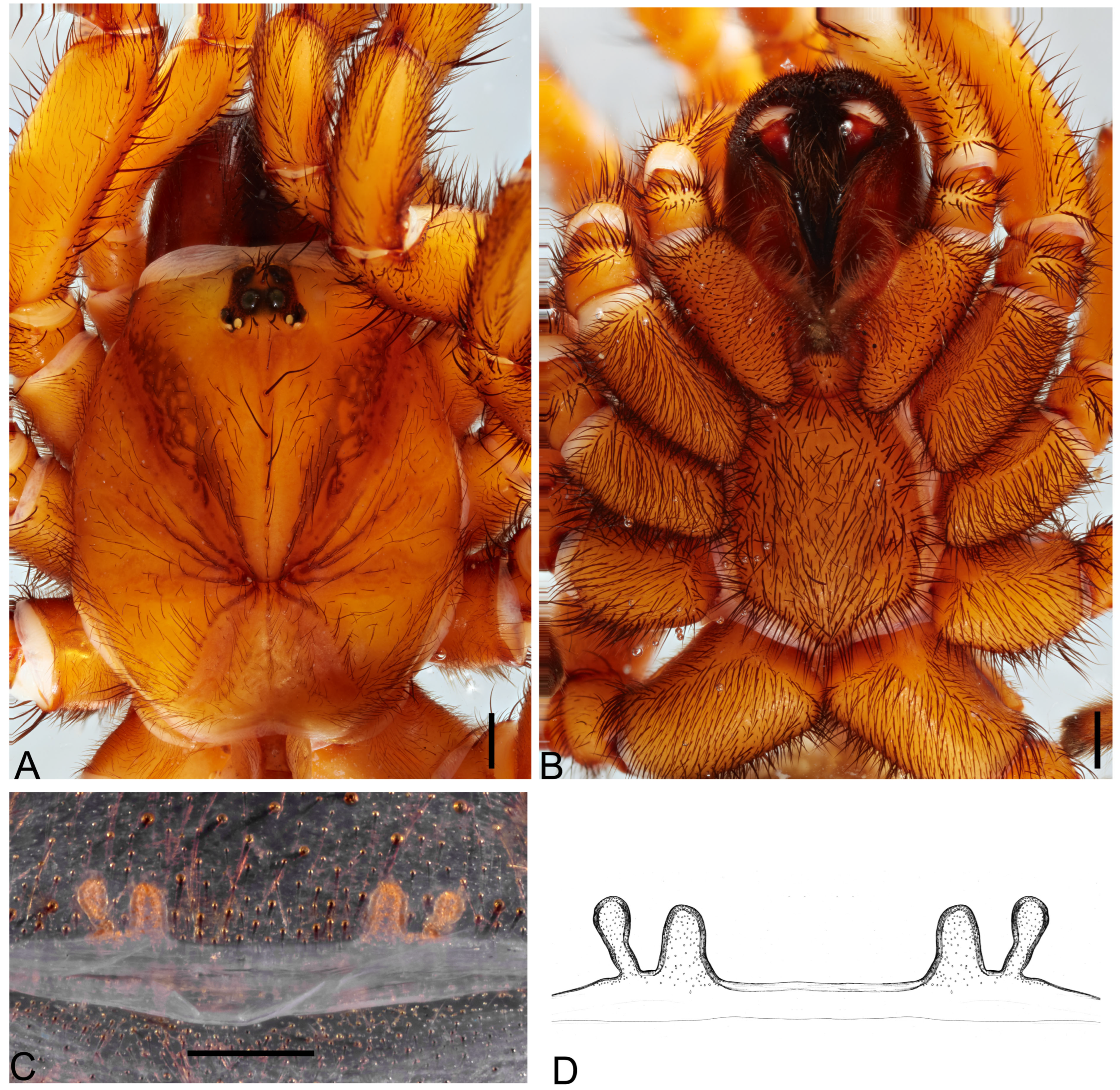 Taxonomy 05 00035 g030