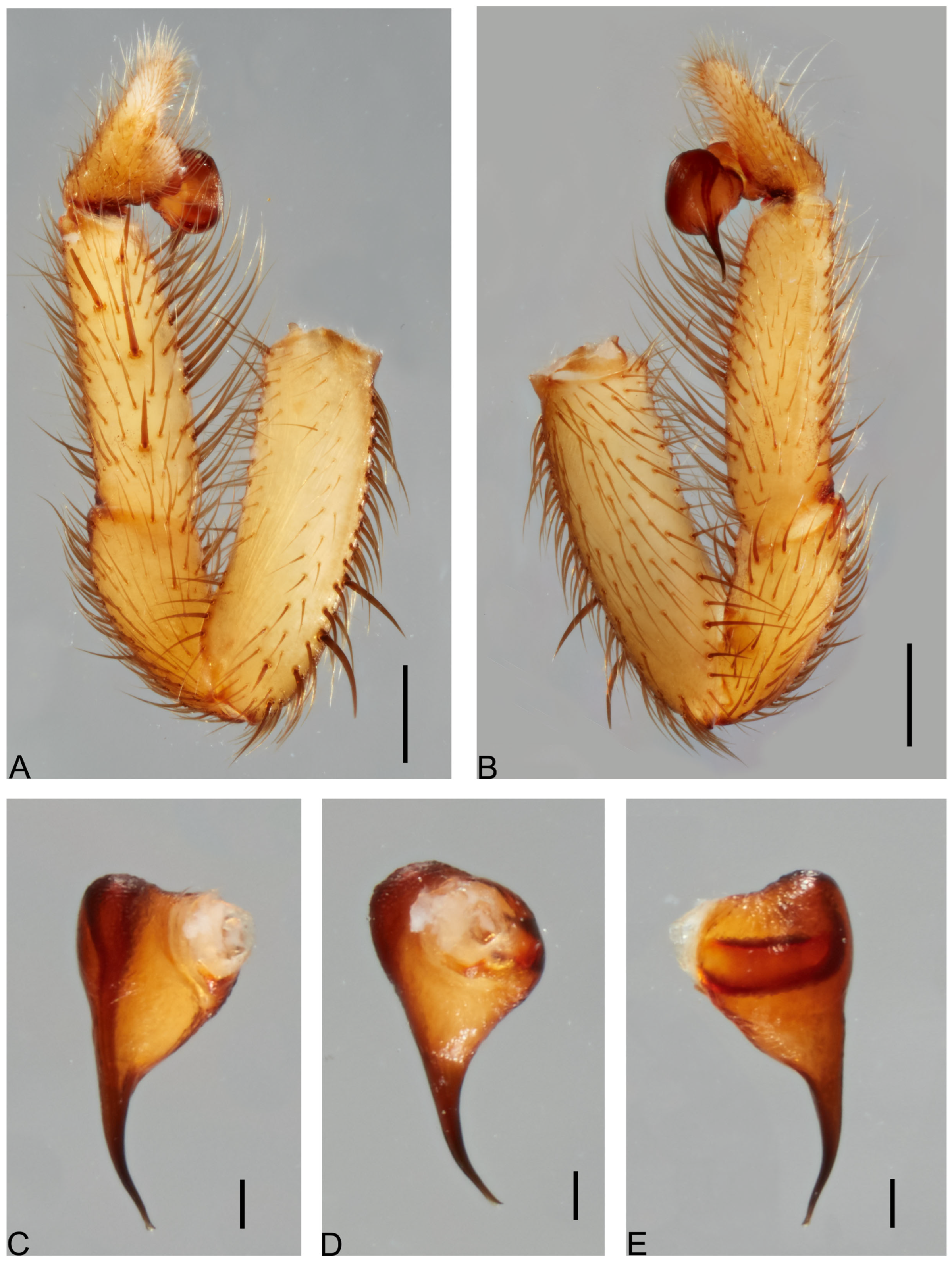 Taxonomy 05 00035 g033