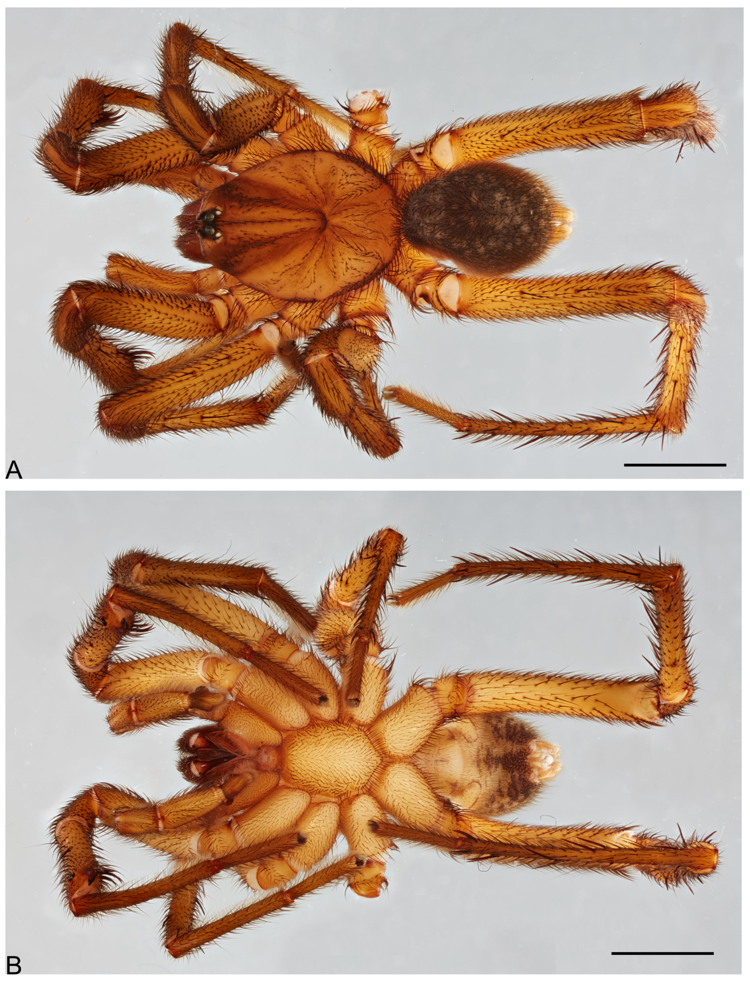 Taxonomy 05 00035 g034