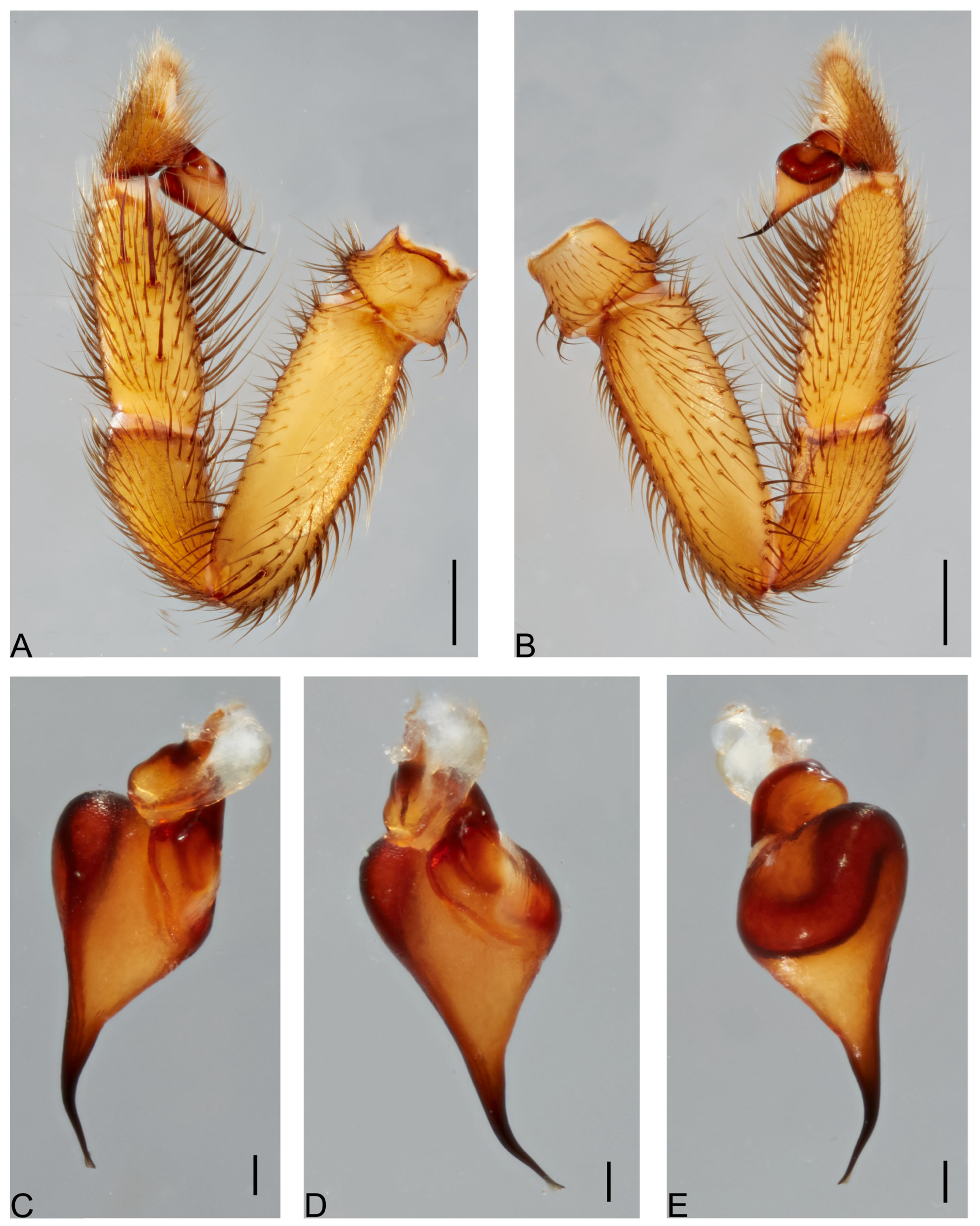 Taxonomy 05 00035 g036