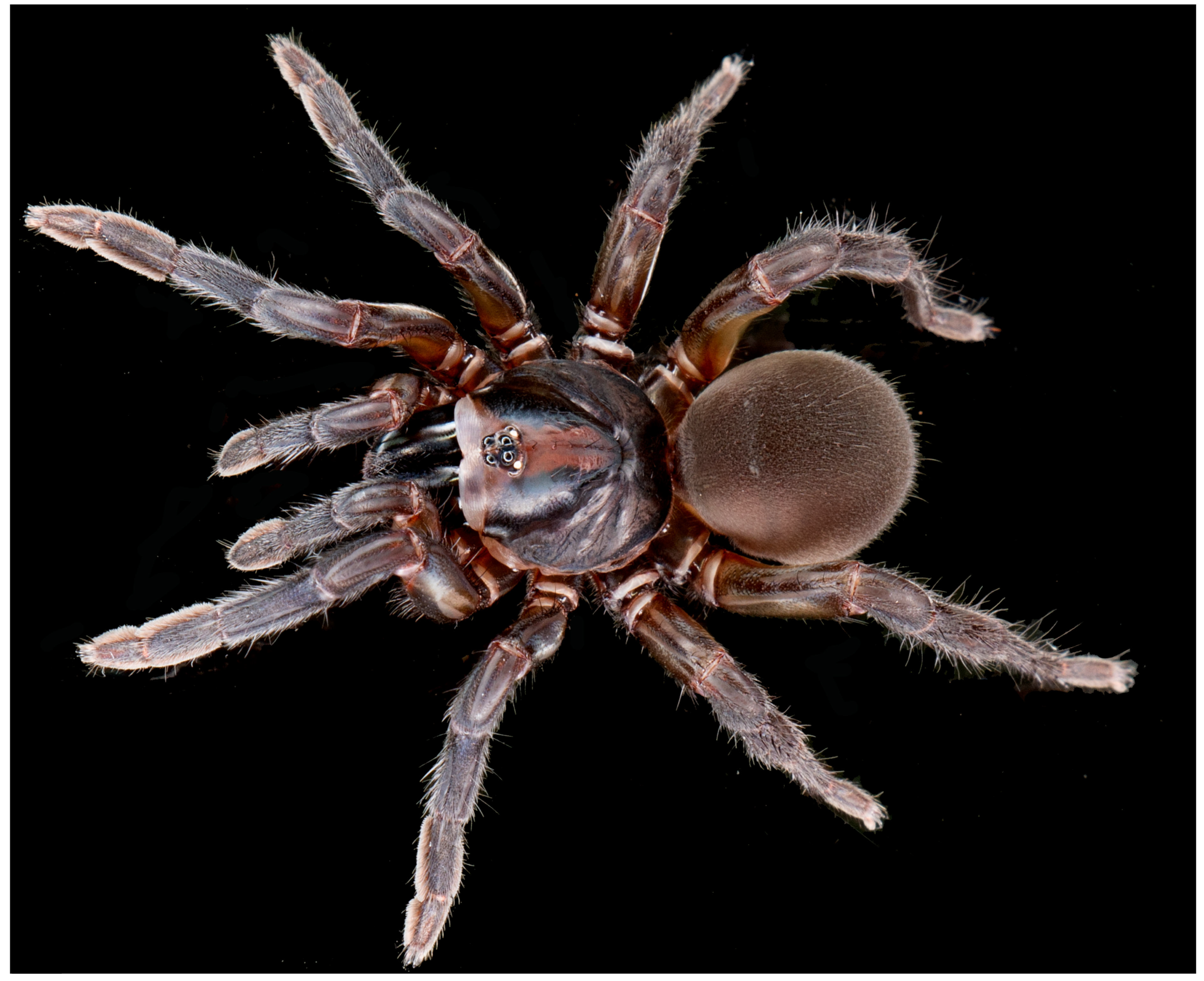 Taxonomy 05 00035 g037