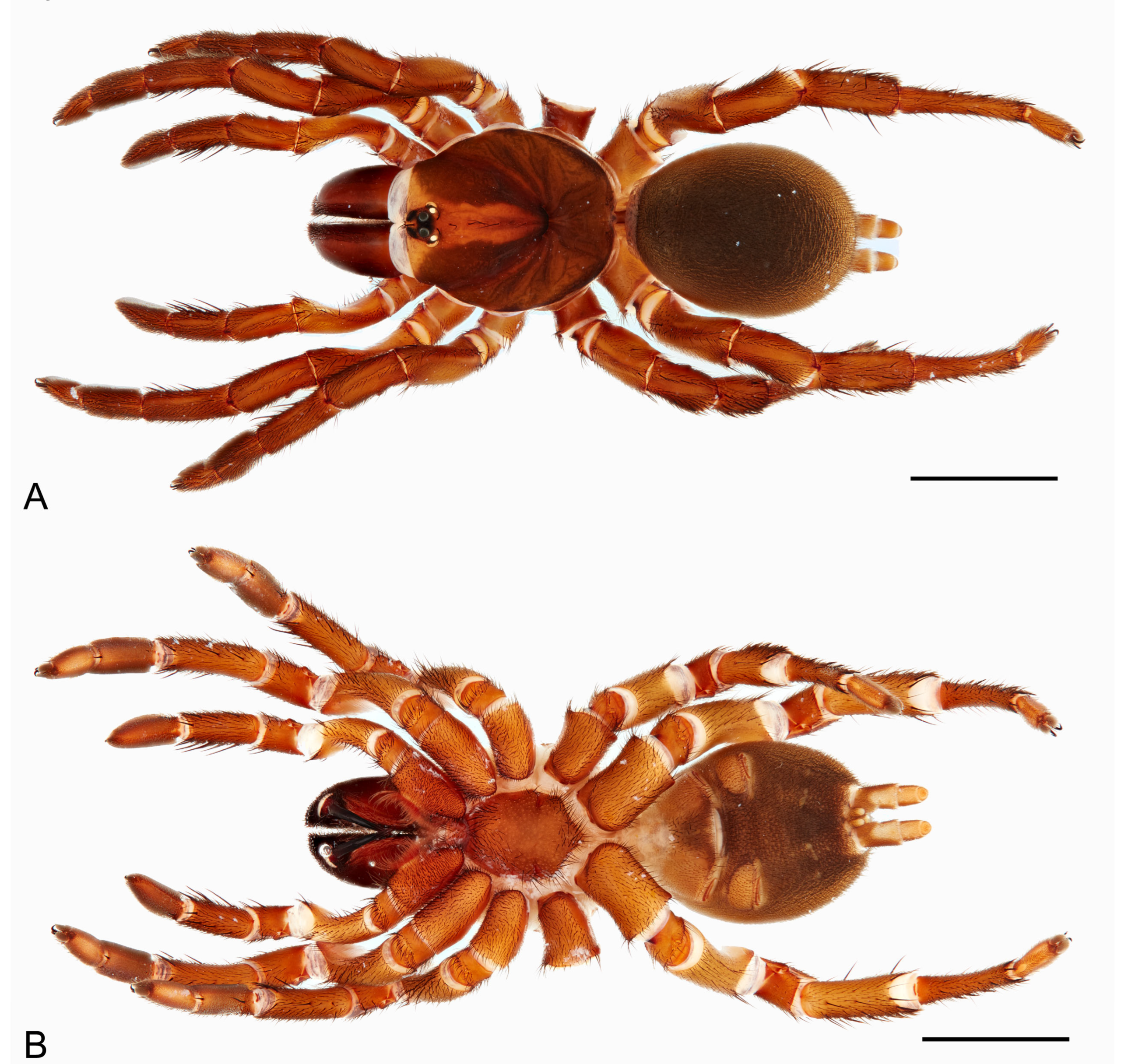Taxonomy 05 00035 g038