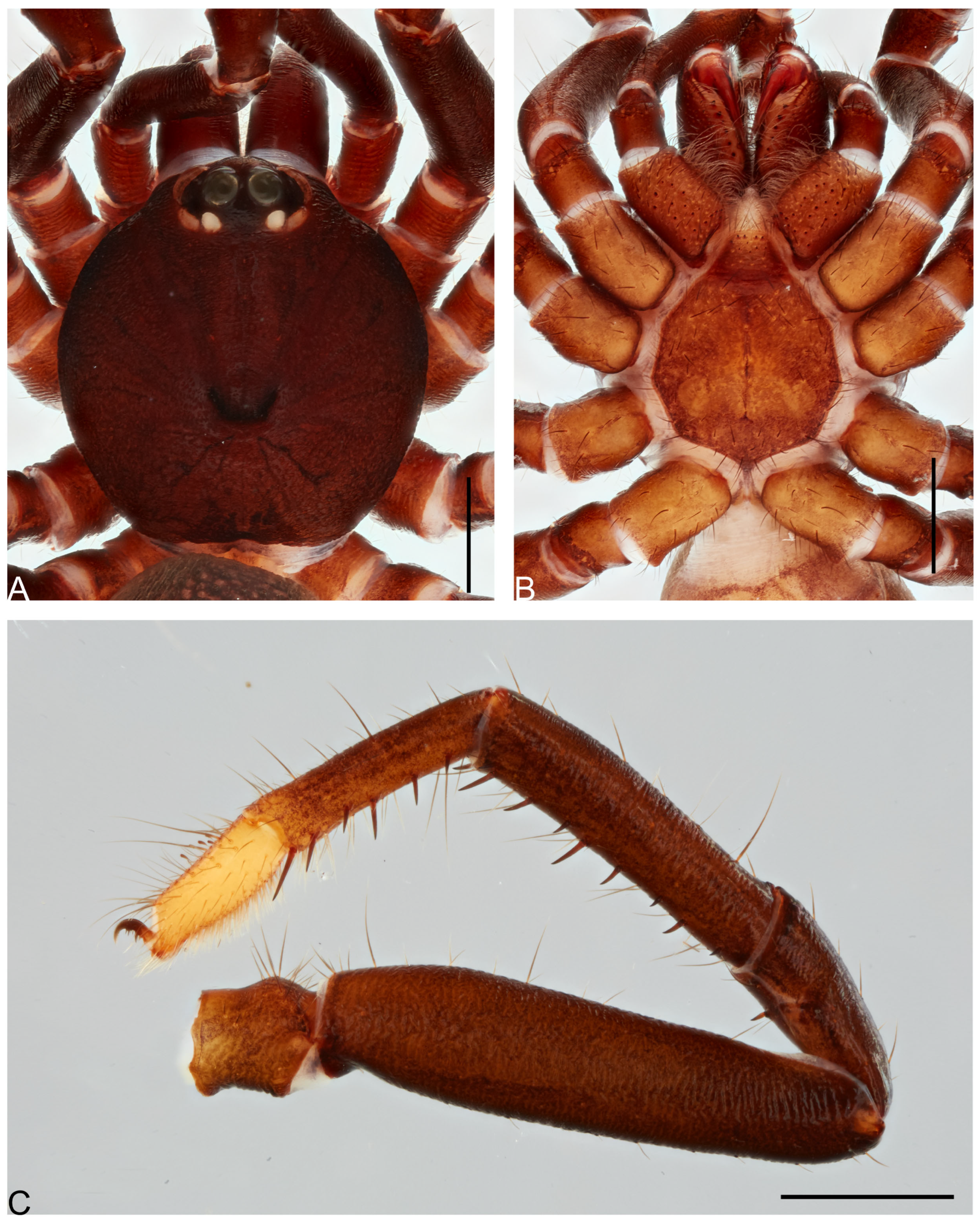 Taxonomy 05 00035 g041