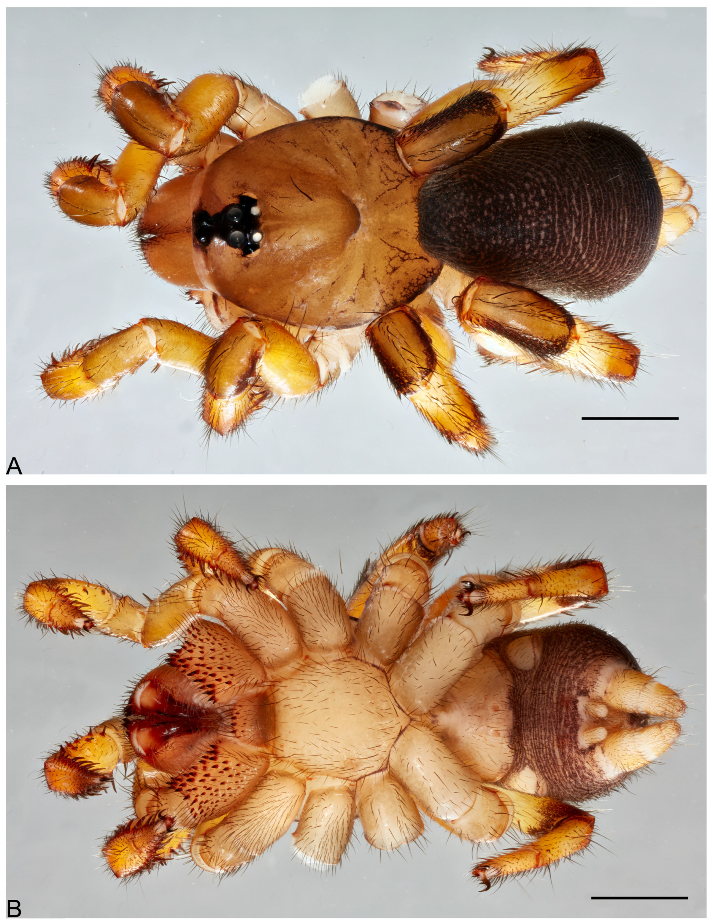 Taxonomy 05 00035 g043
