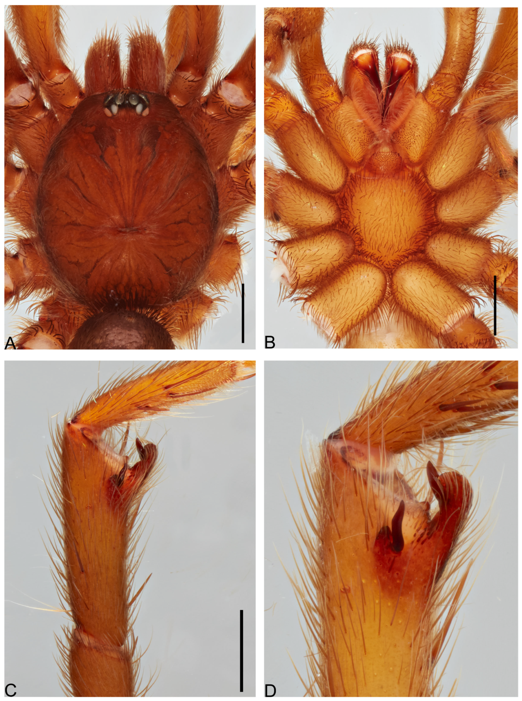 Taxonomy 05 00035 g047