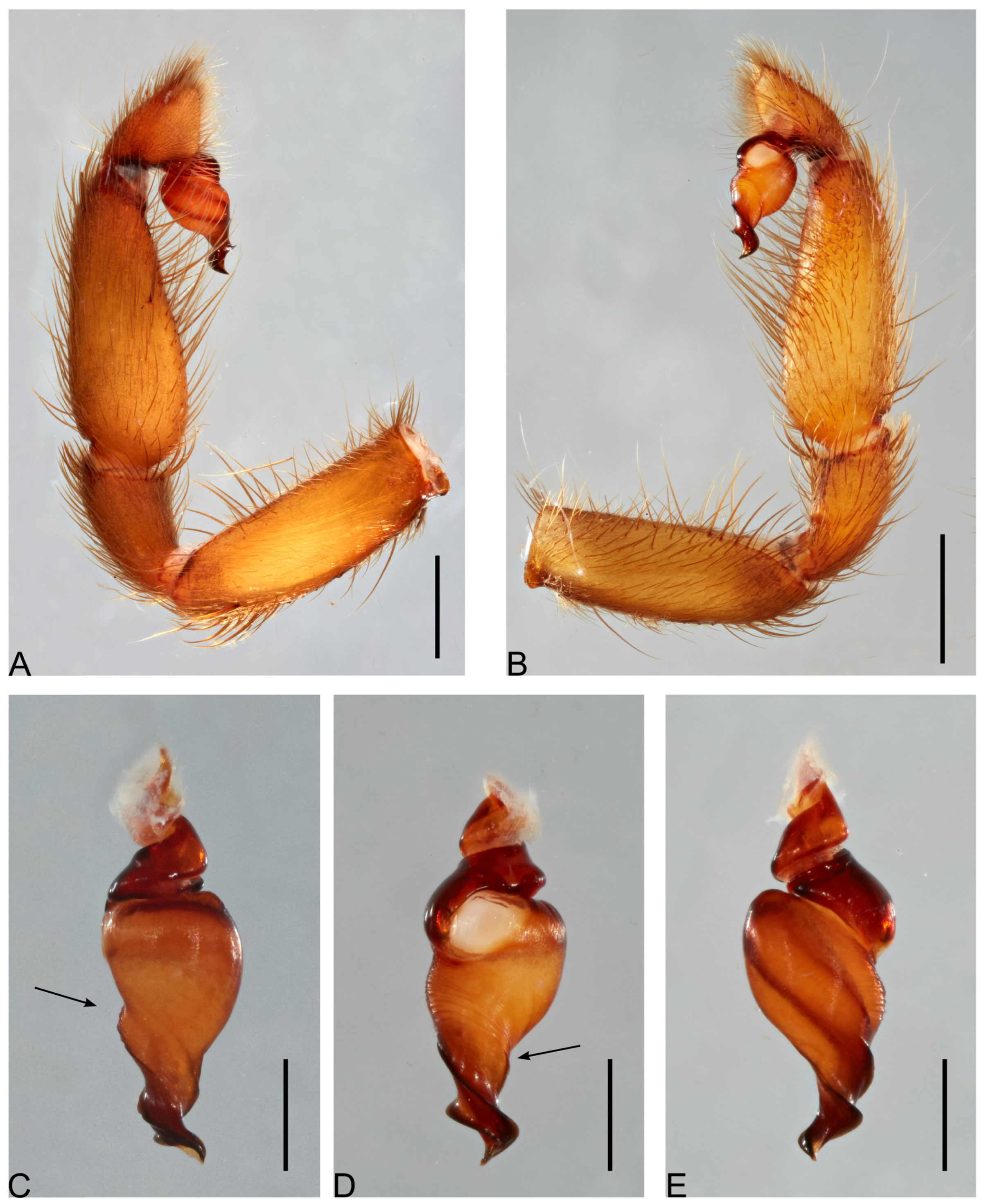 Taxonomy 05 00035 g048