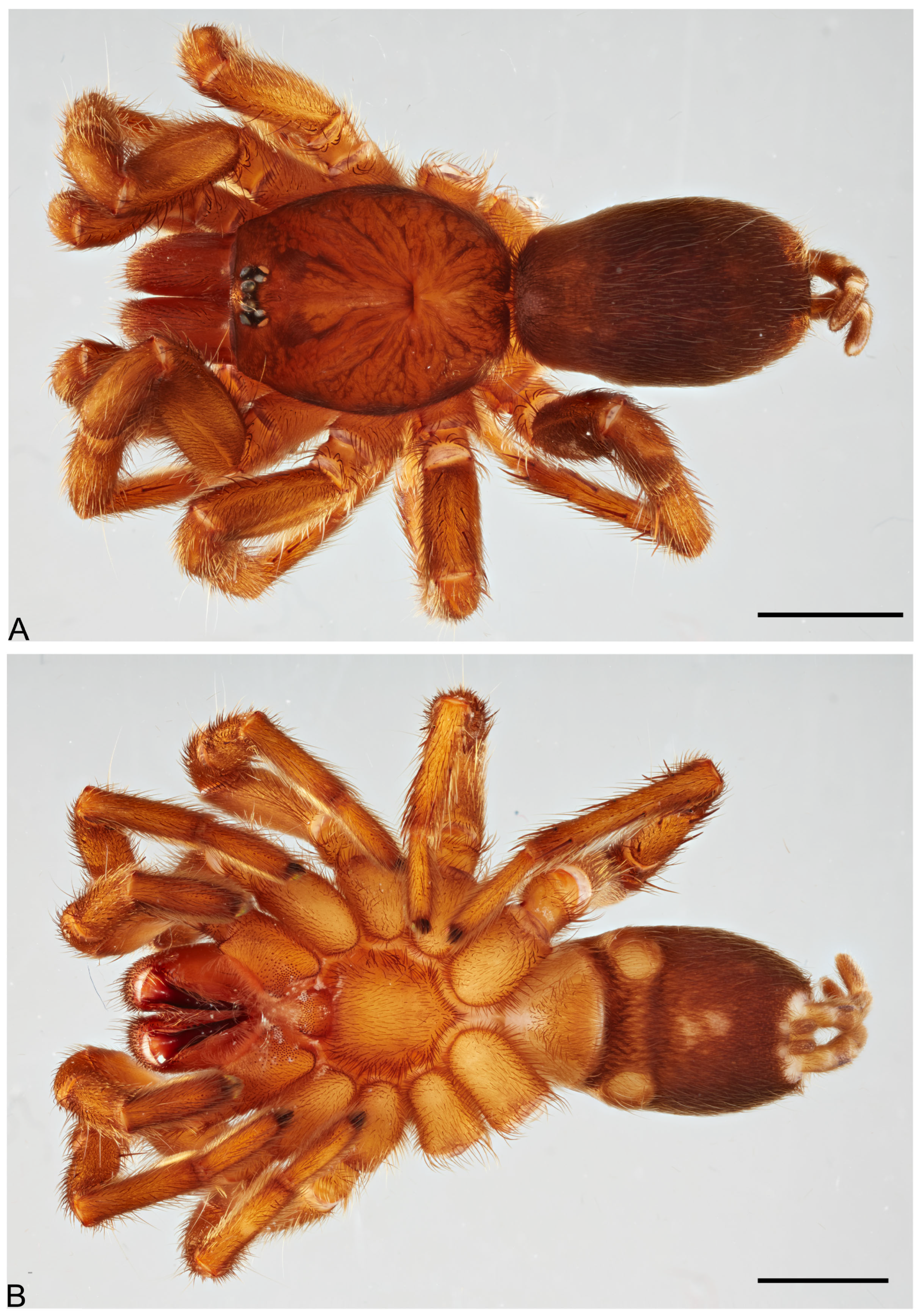Taxonomy 05 00035 g049
