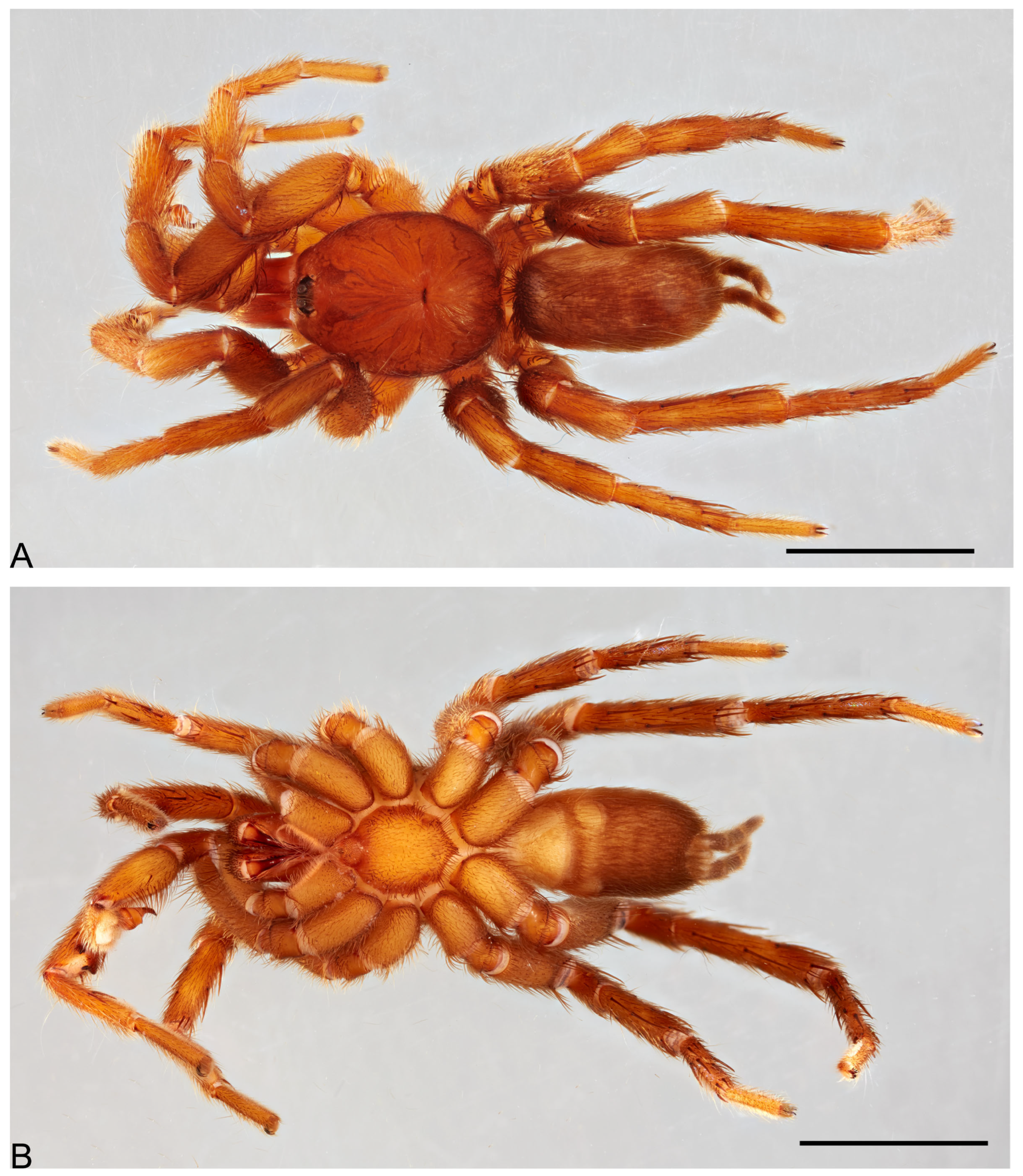 Taxonomy 05 00035 g051