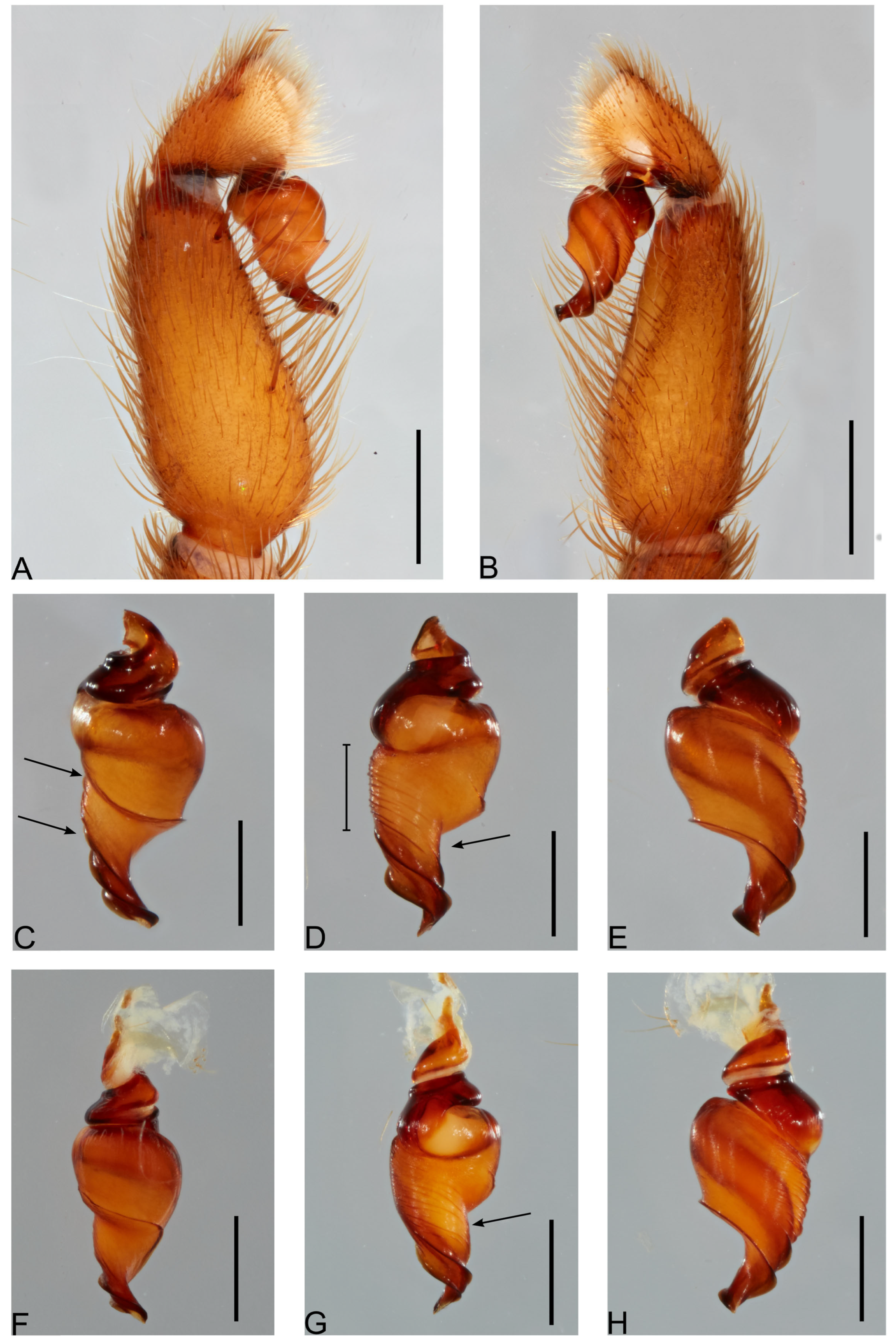 Taxonomy 05 00035 g053