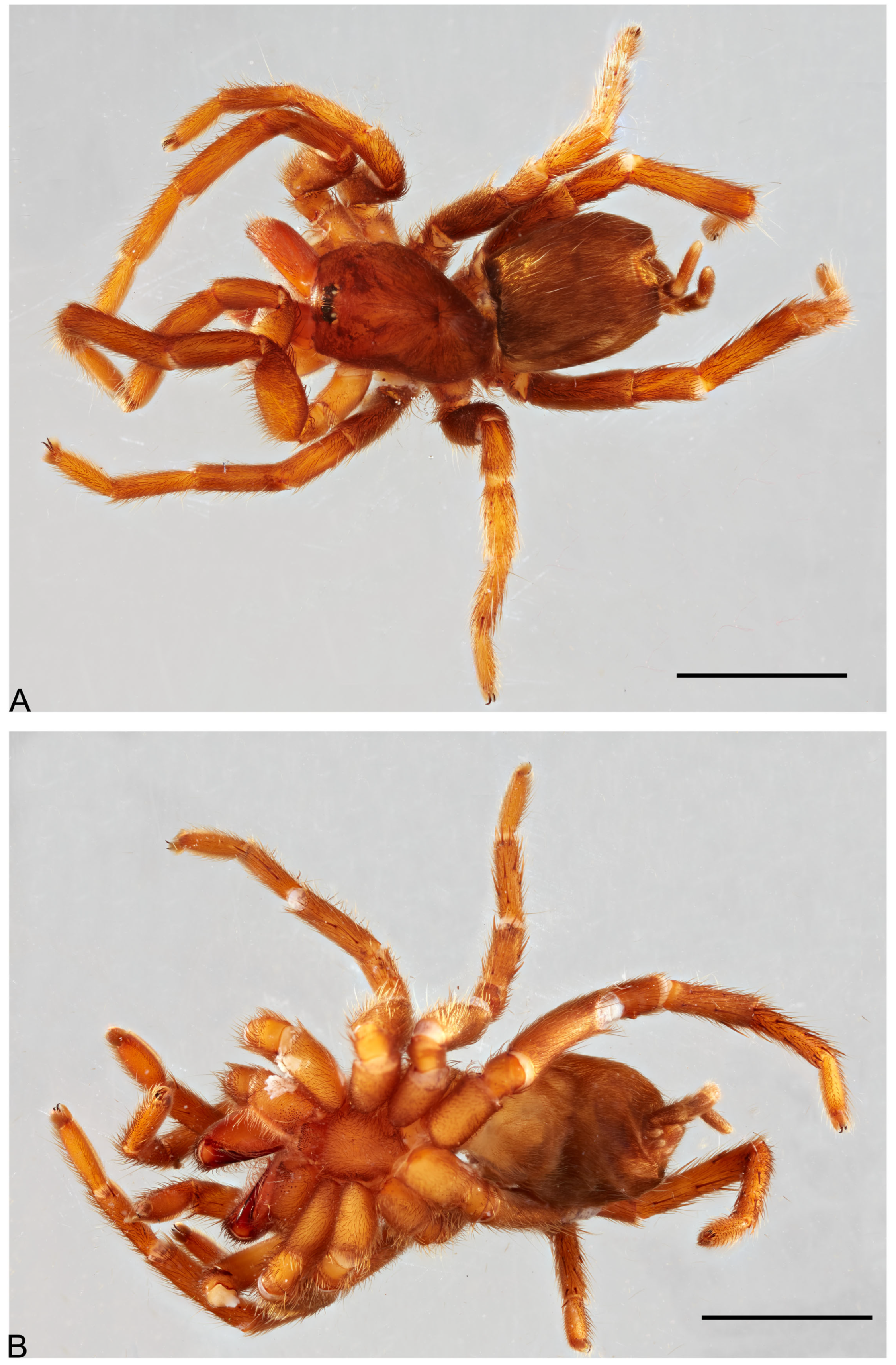 Taxonomy 05 00035 g054
