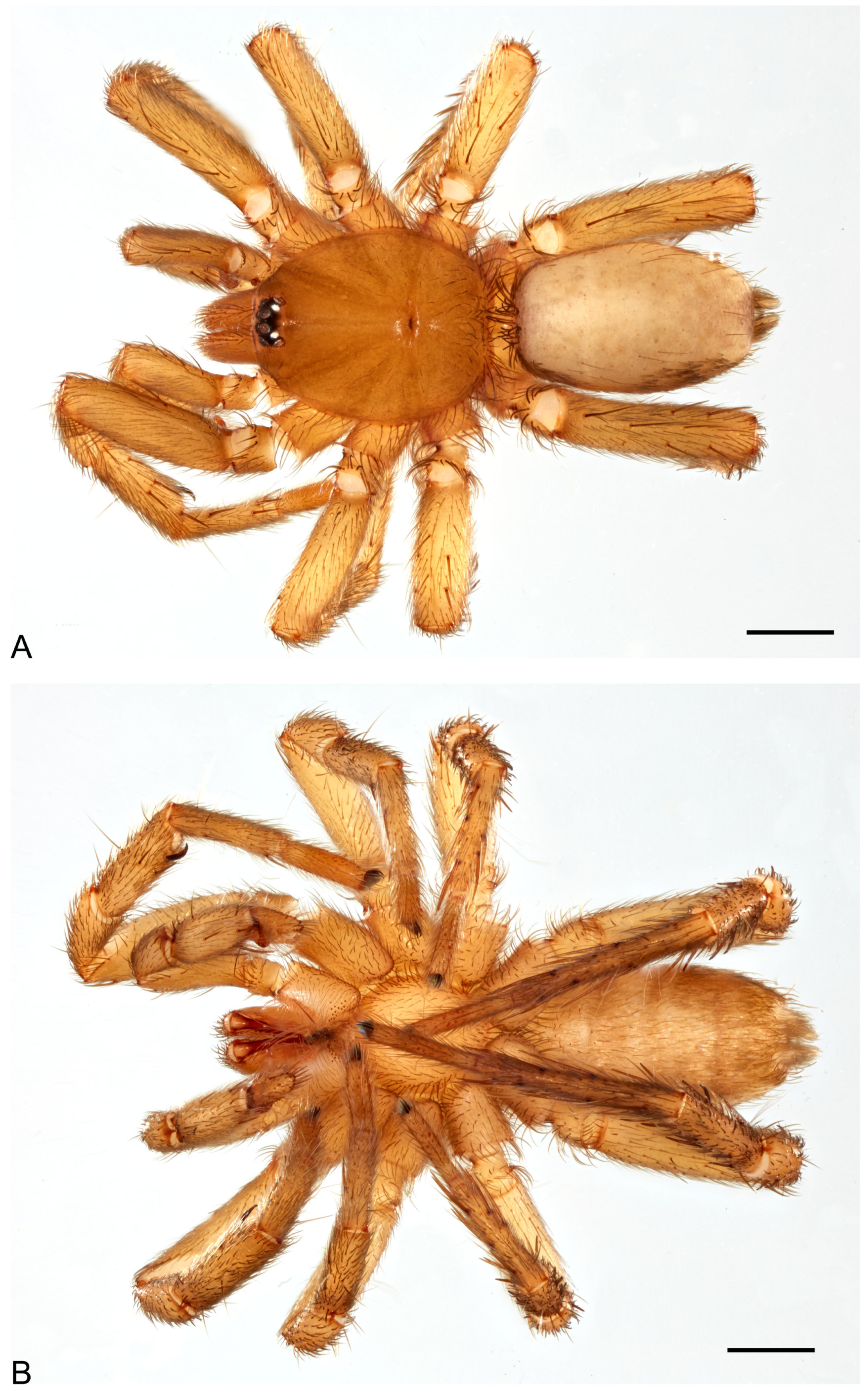 Taxonomy 05 00035 g056