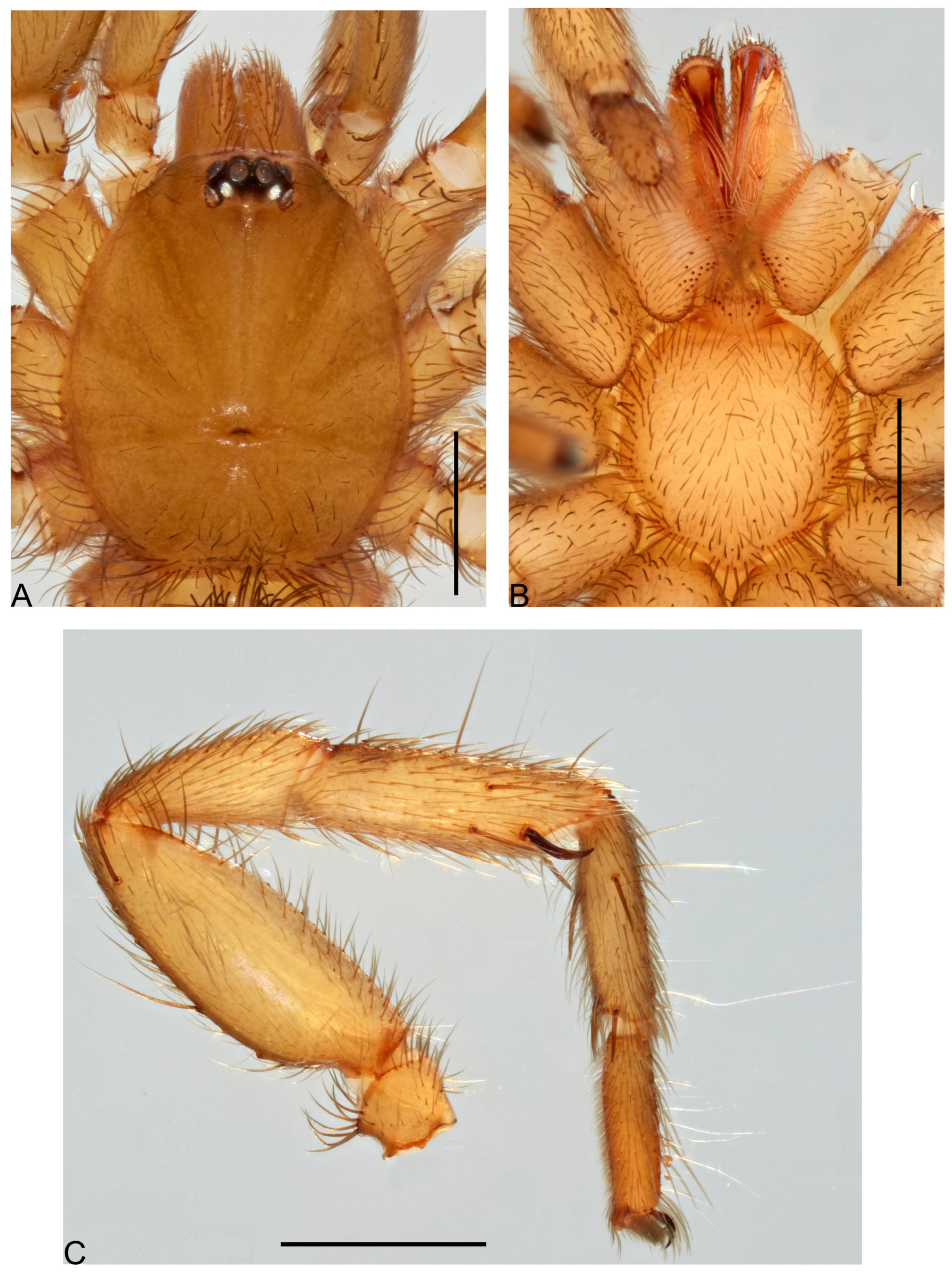 Taxonomy 05 00035 g057
