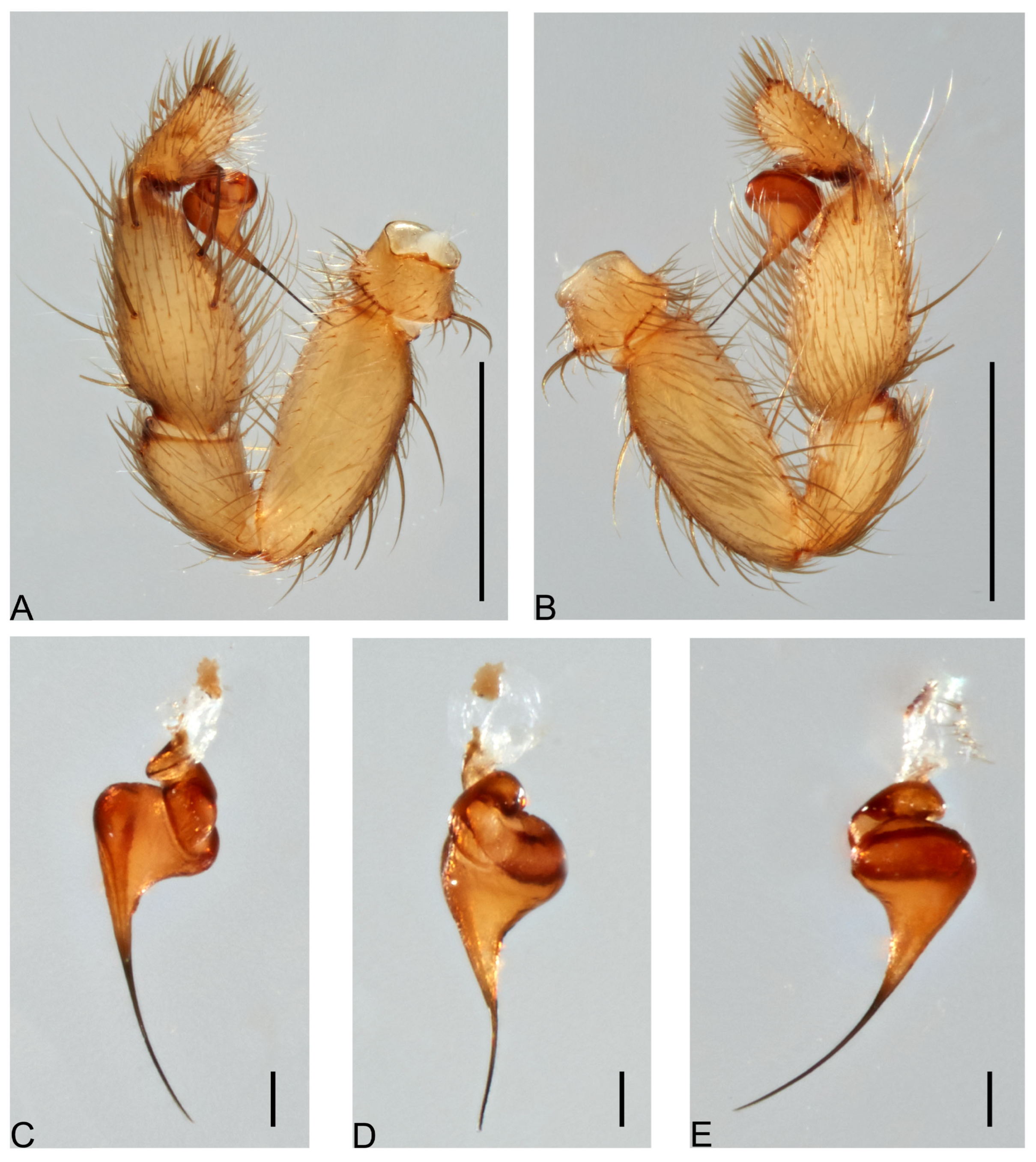 Taxonomy 05 00035 g058