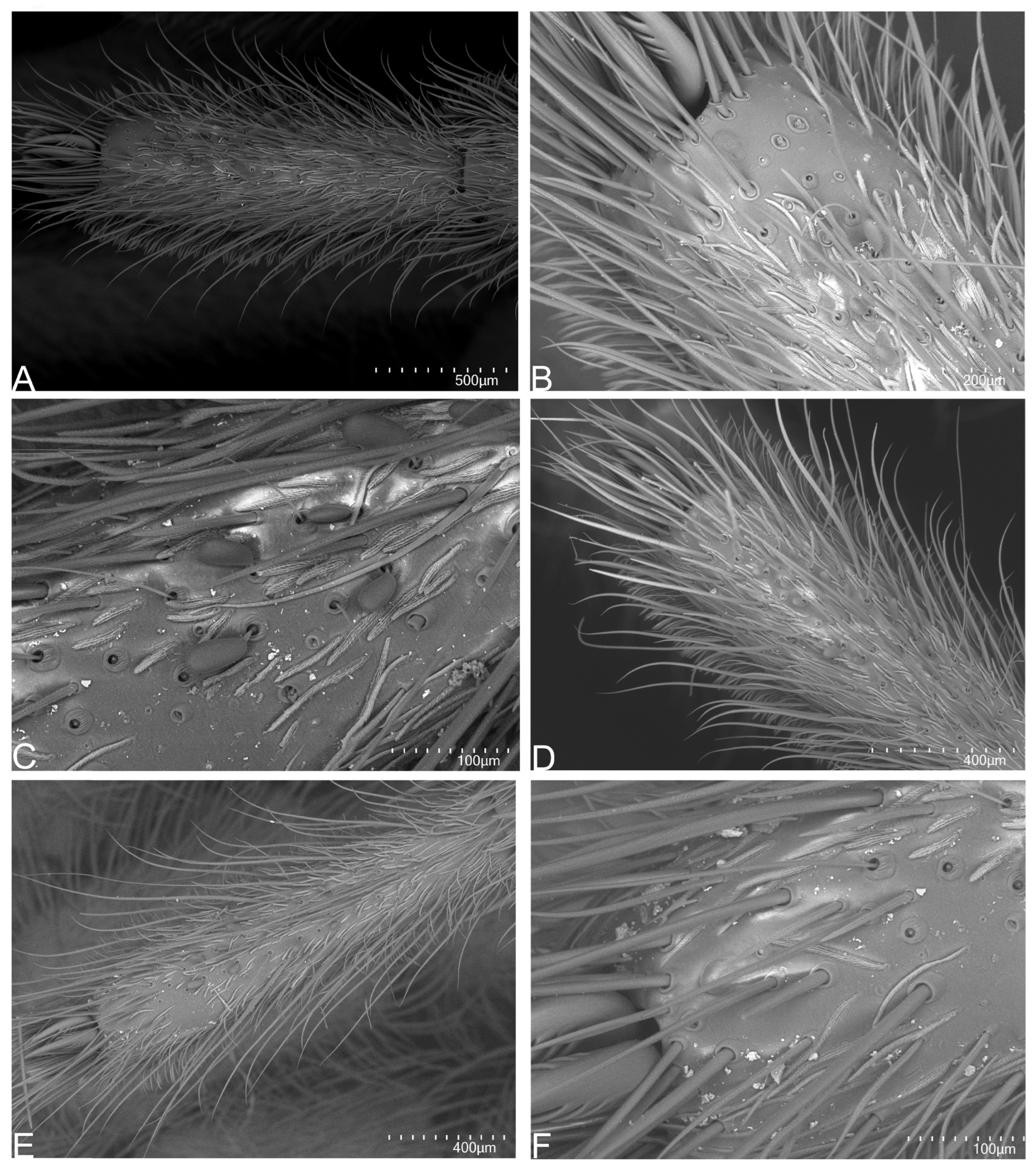 Taxonomy 05 00035 g062