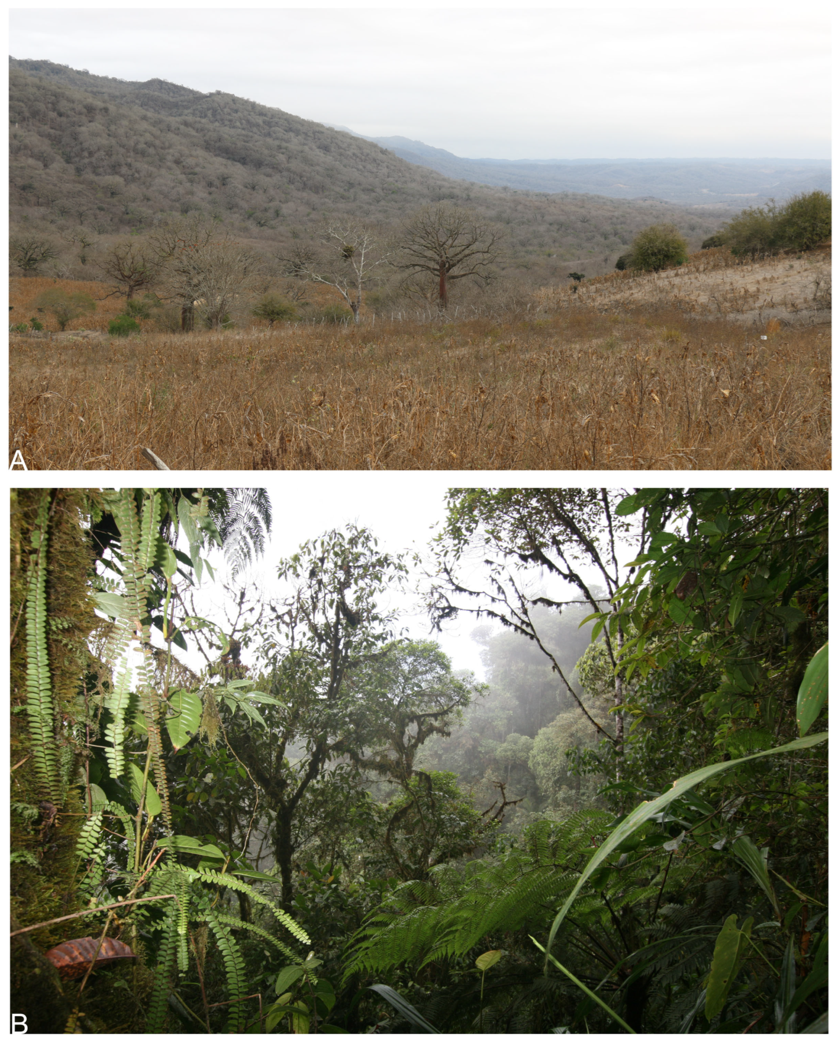 Taxonomy 05 00035 g065