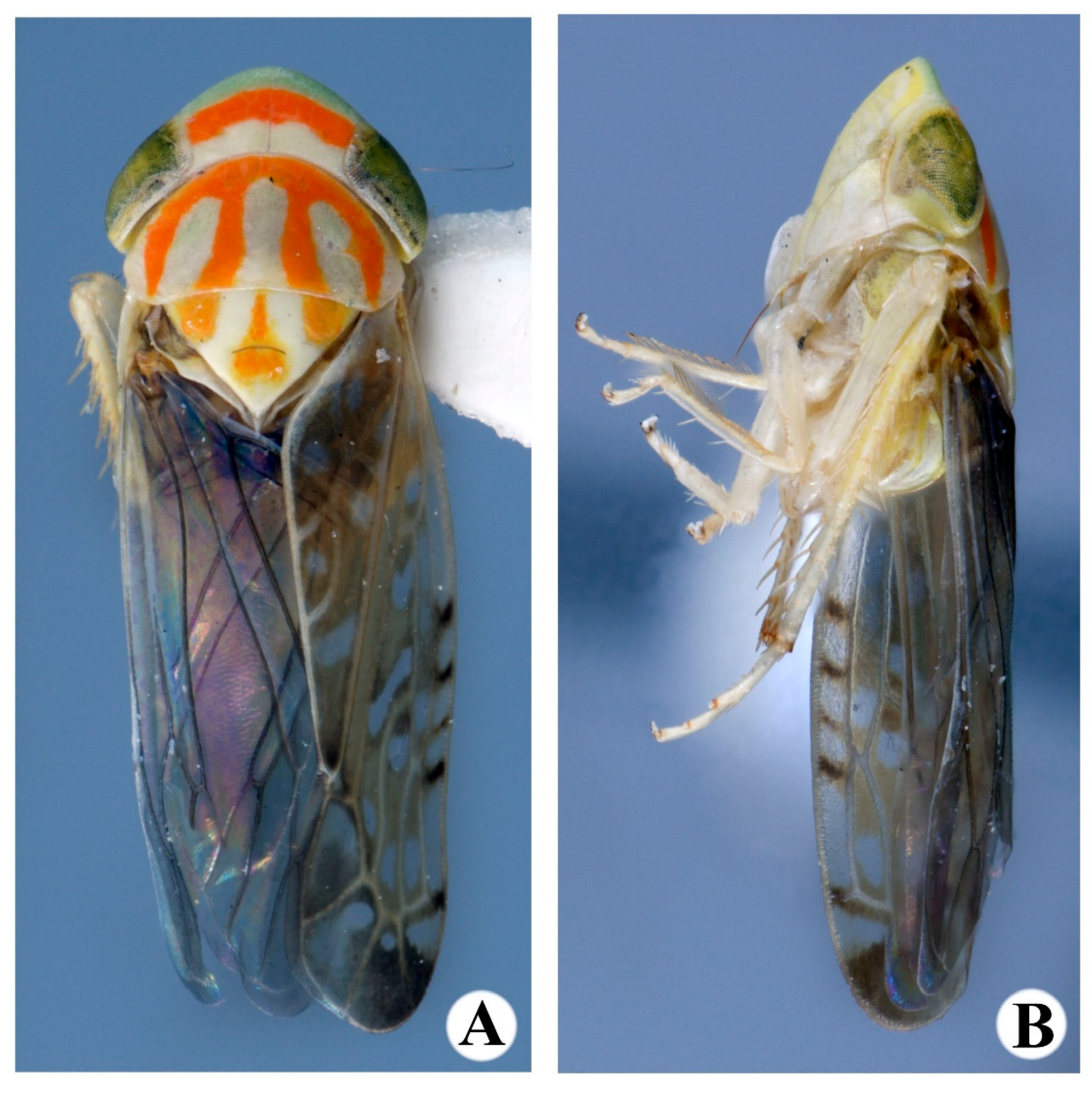 Taxonomy 05 00037 g001