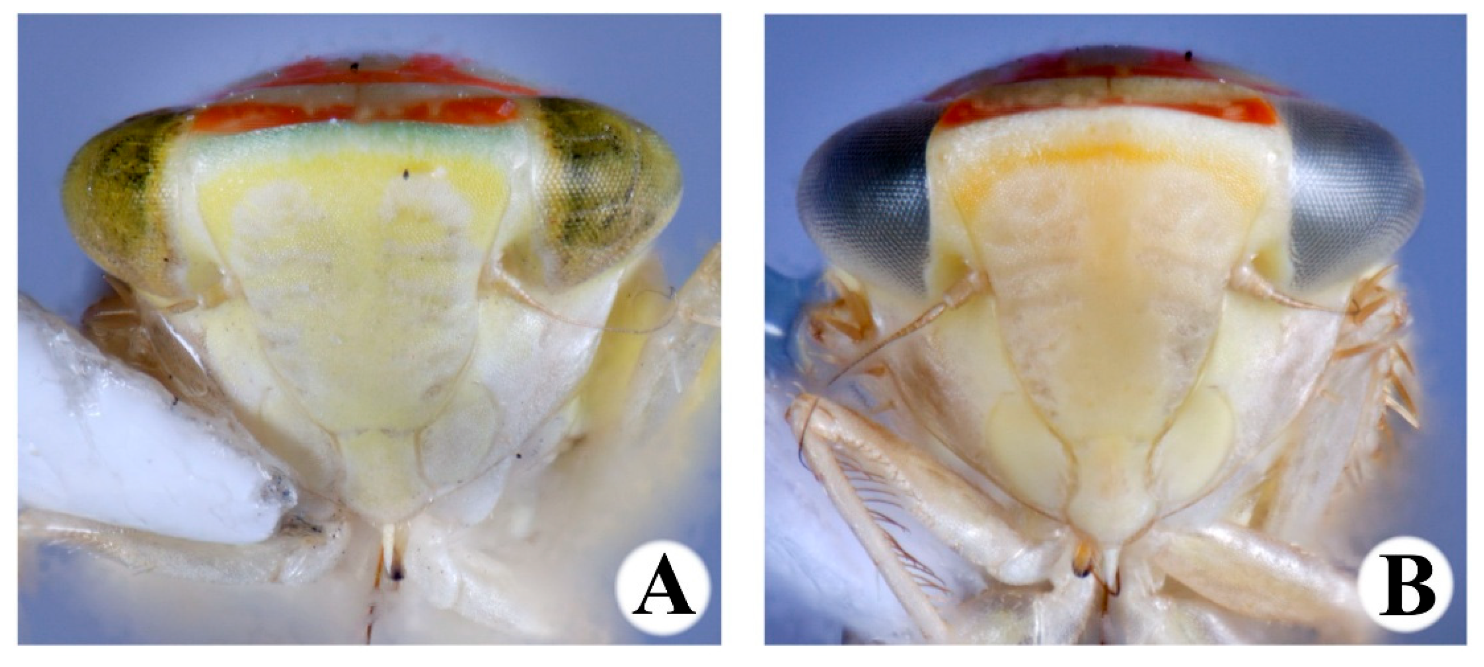 Taxonomy 05 00037 g002