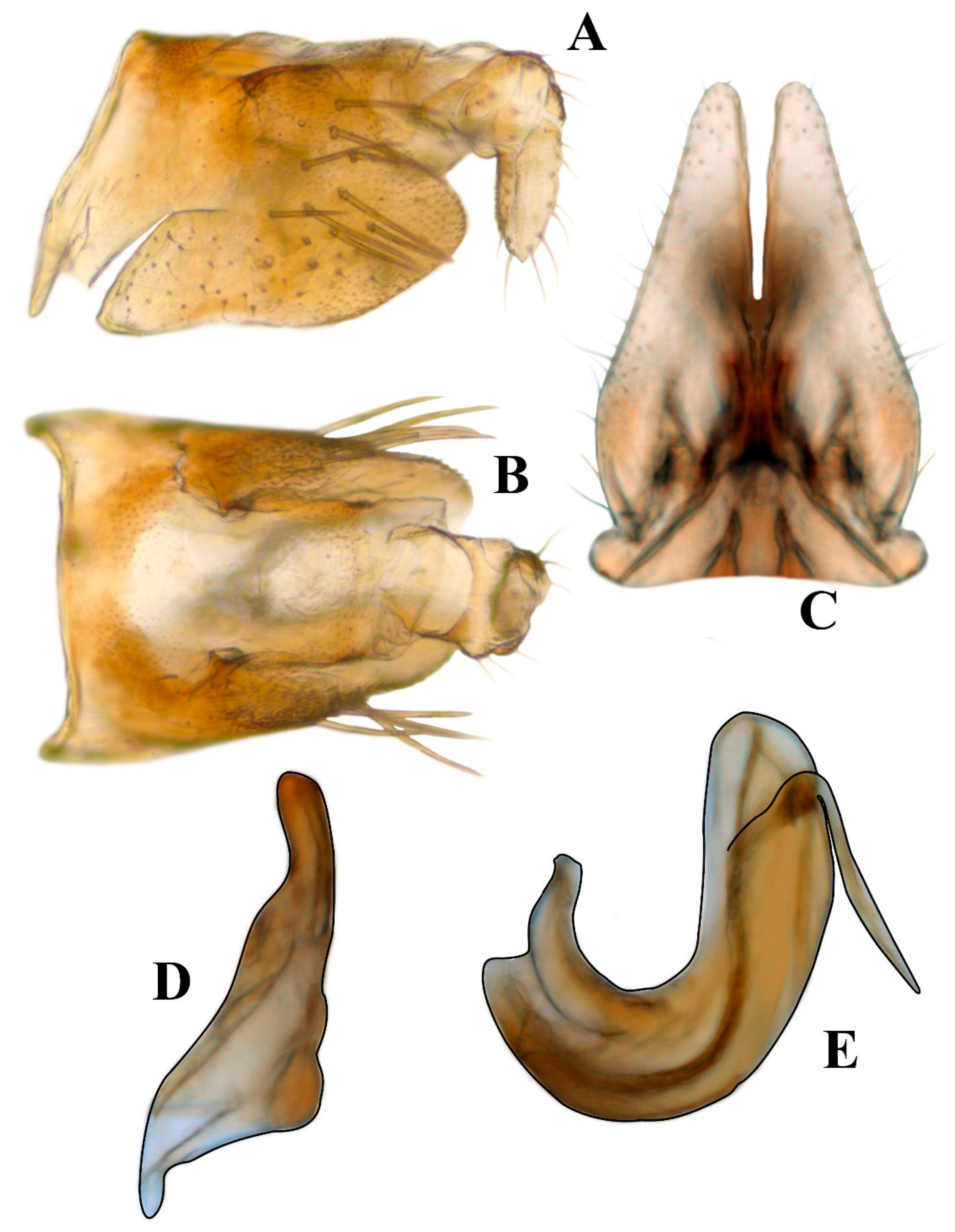 Taxonomy 05 00037 g003