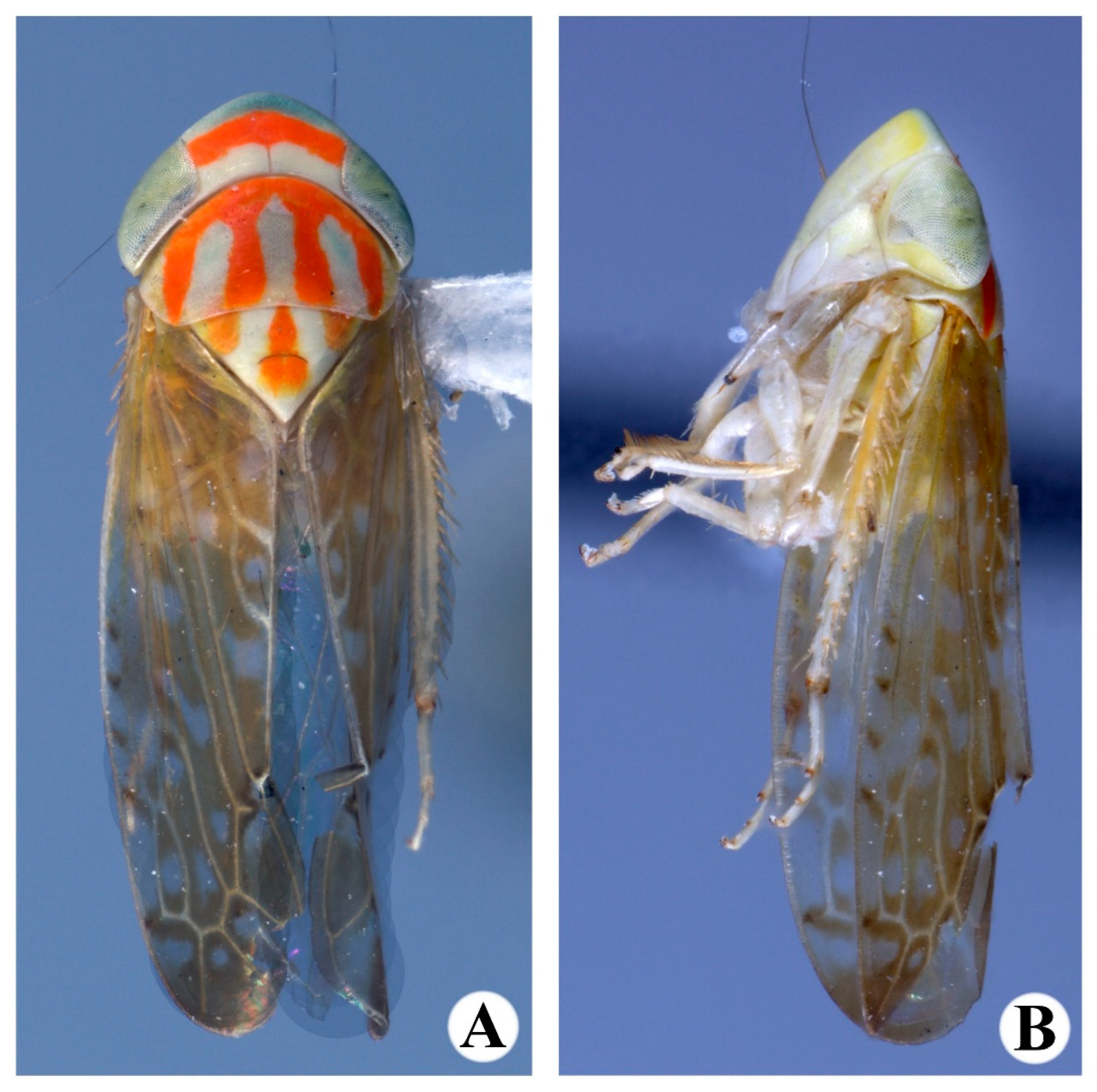 Taxonomy 05 00037 g004