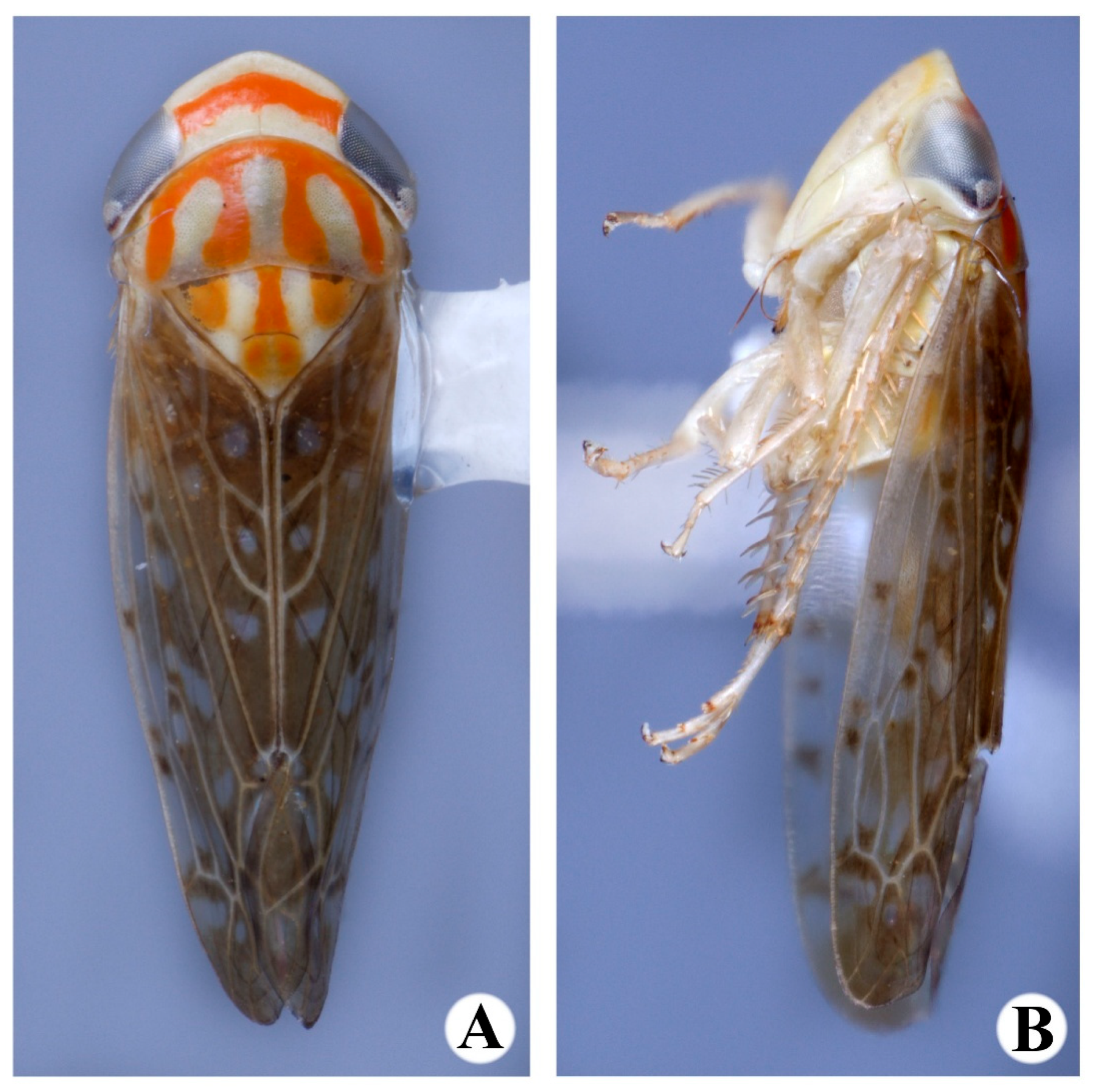 Taxonomy 05 00037 g006