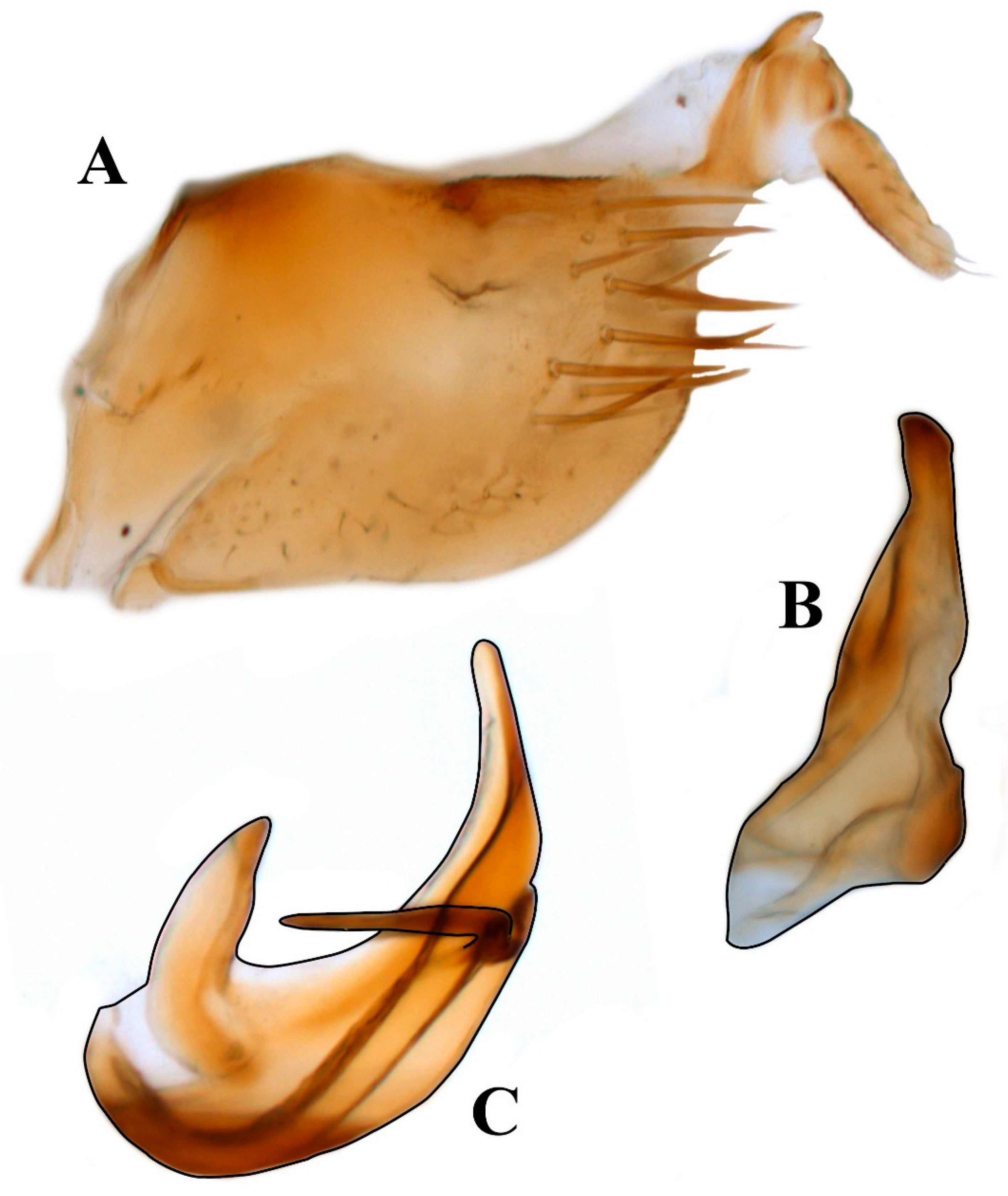 Taxonomy 05 00037 g007
