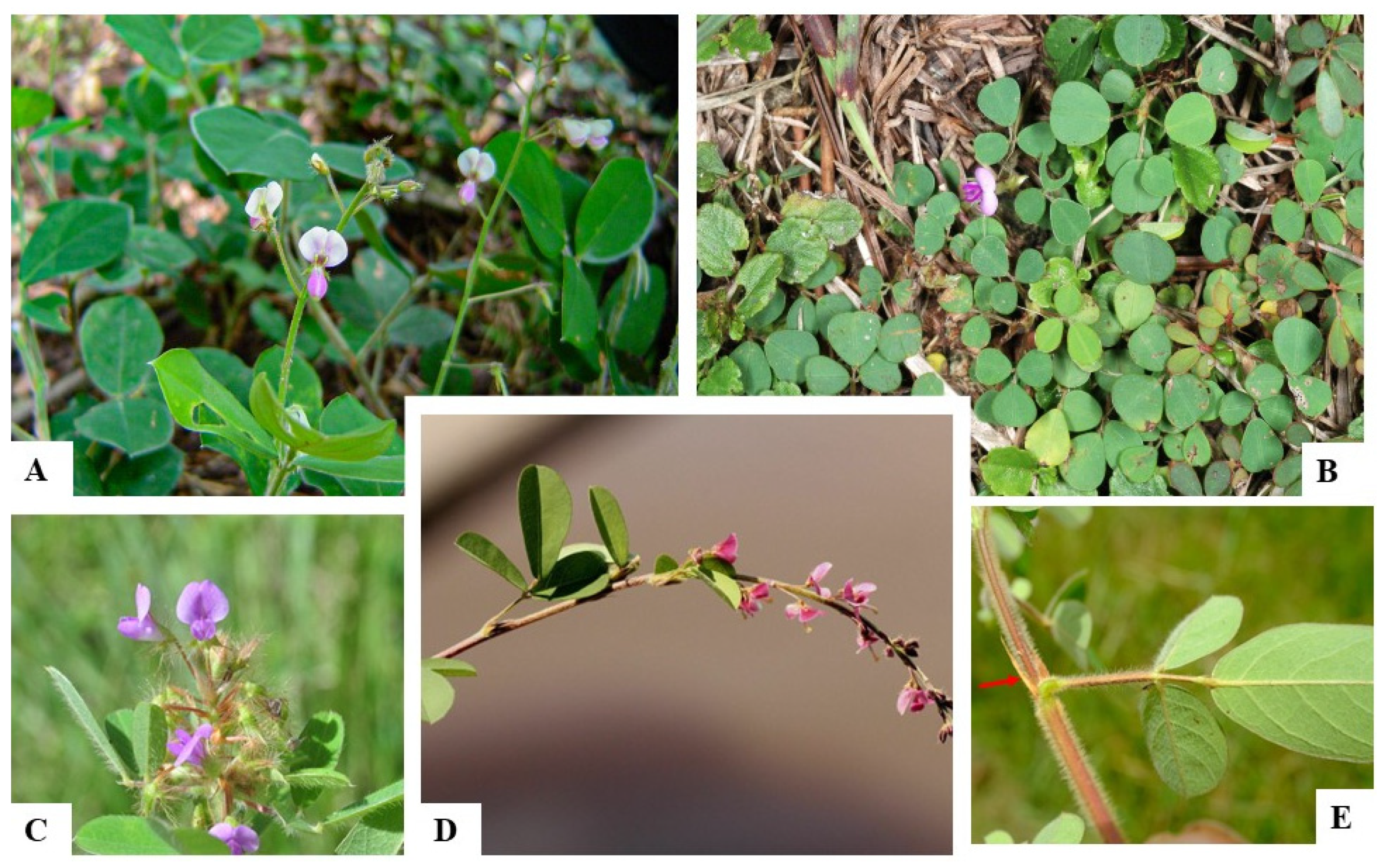 Taxonomy 05 00038 g001