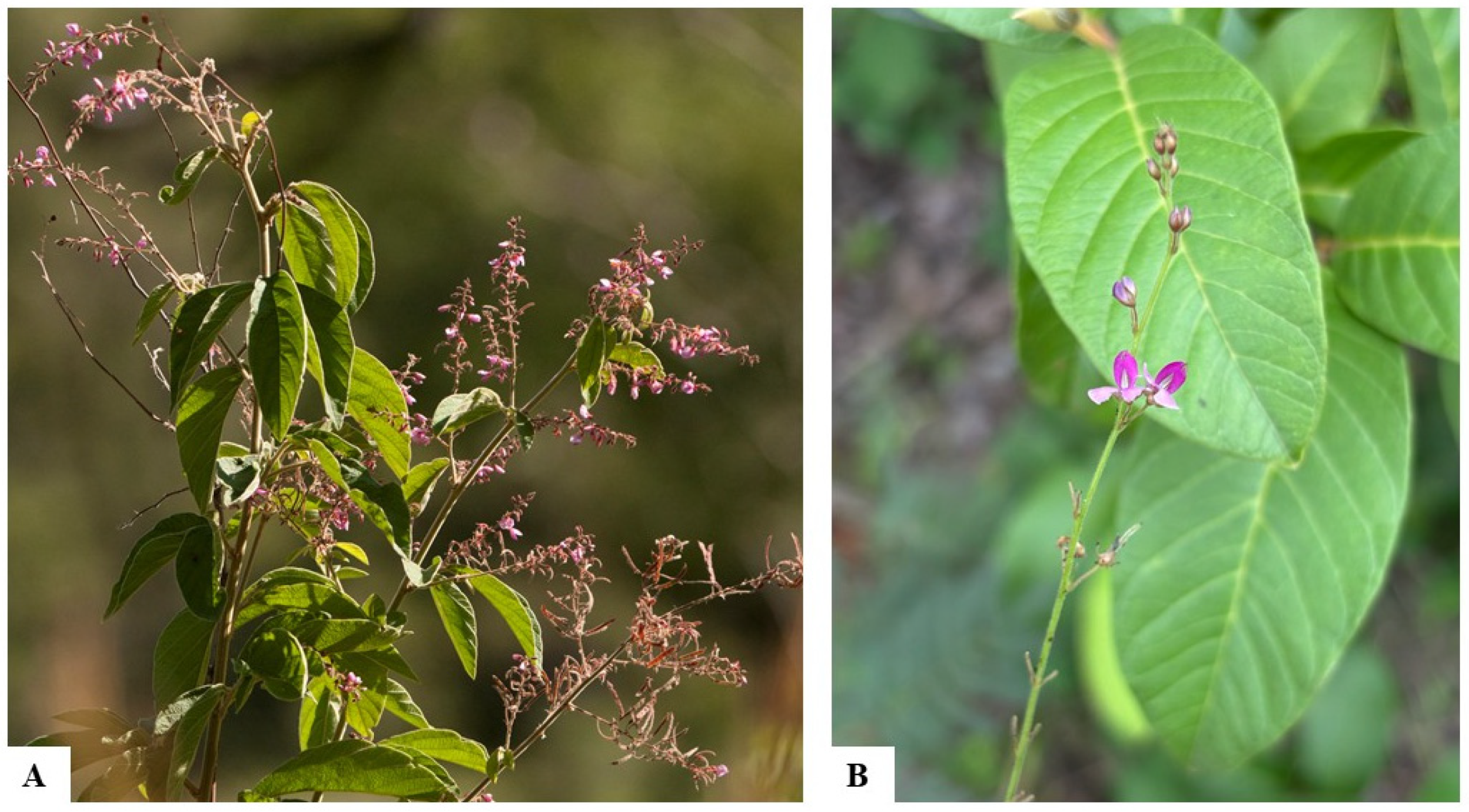 Taxonomy 05 00038 g004