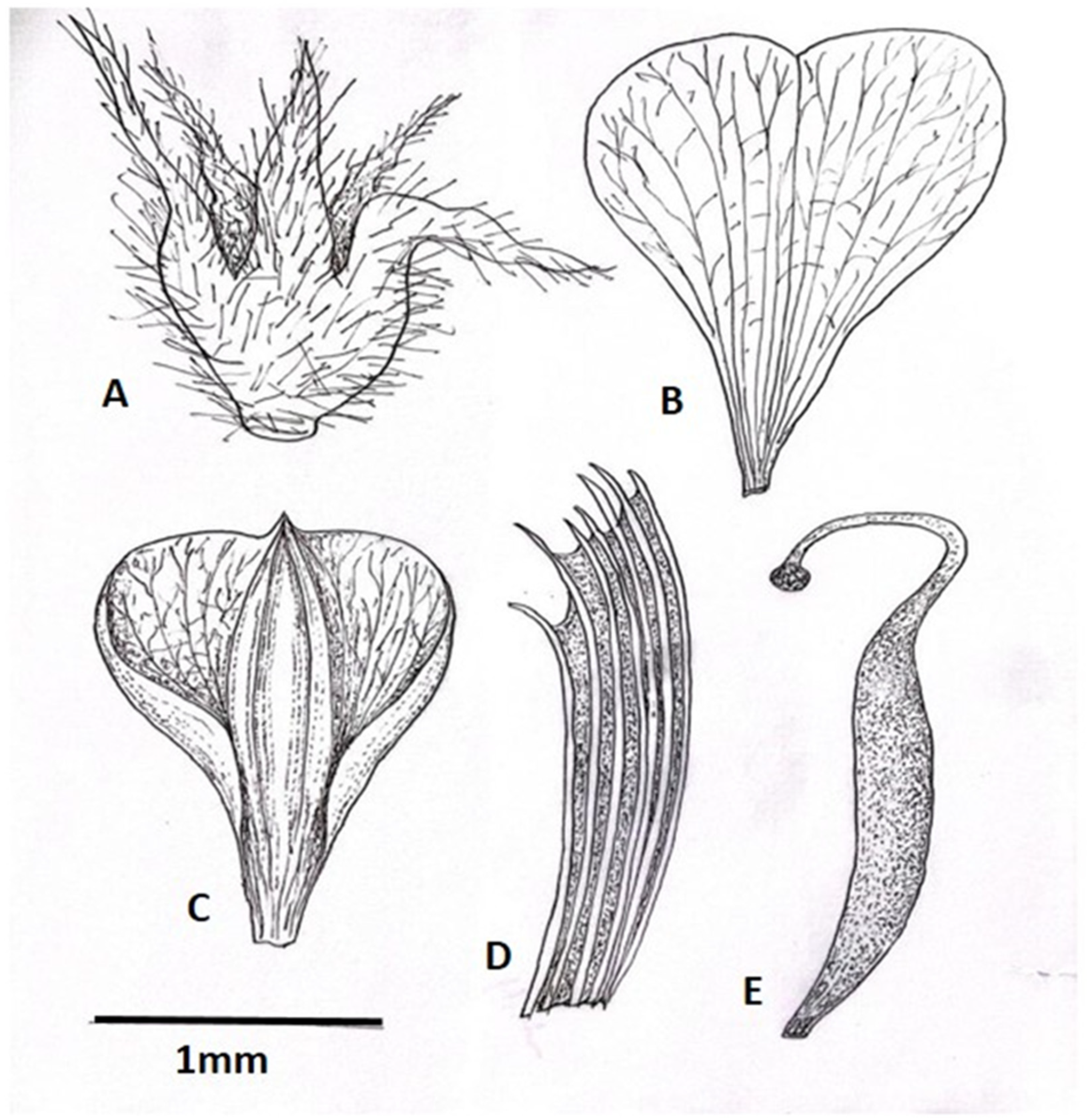 Taxonomy 05 00038 g005