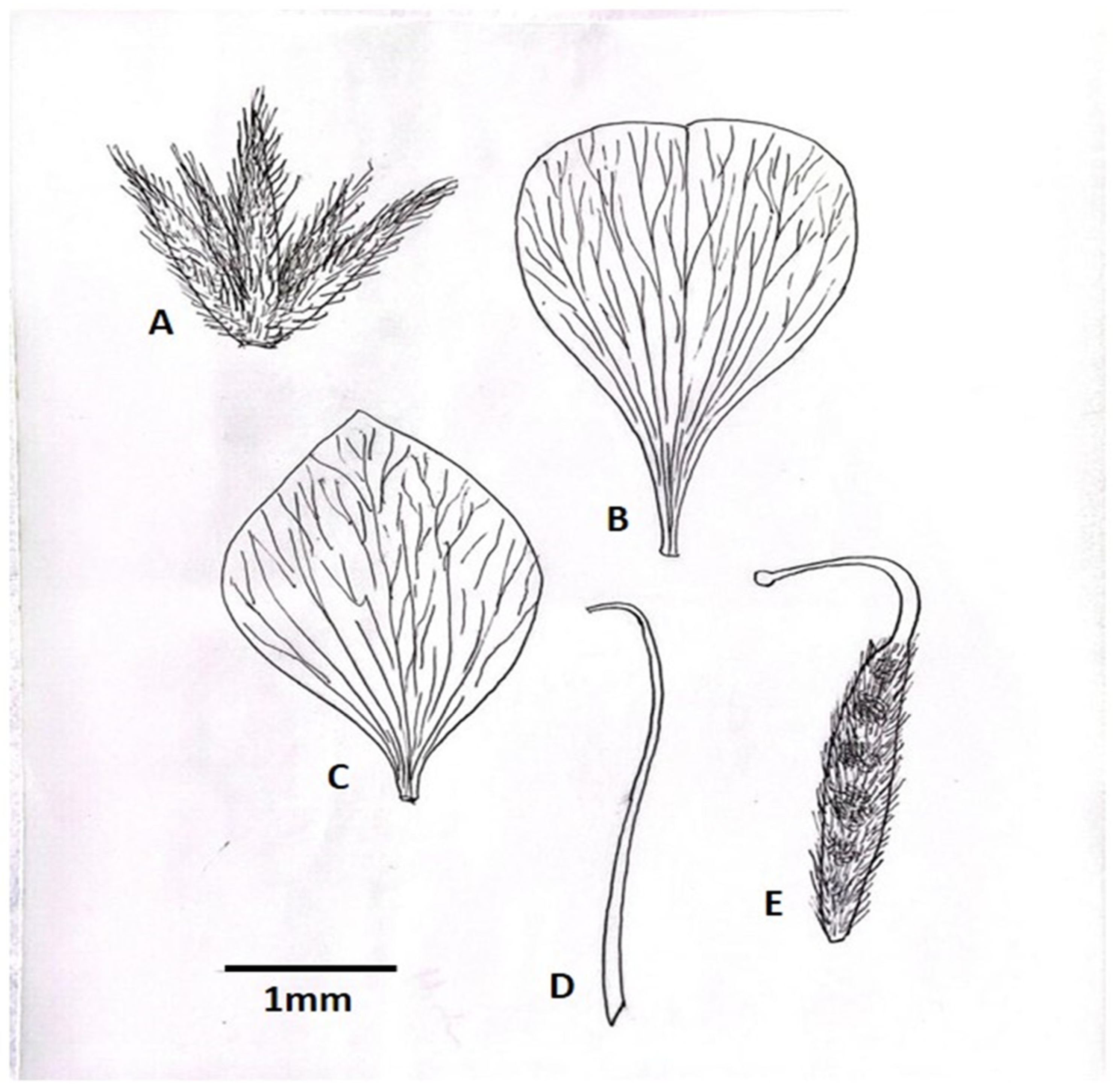 Taxonomy 05 00038 g006