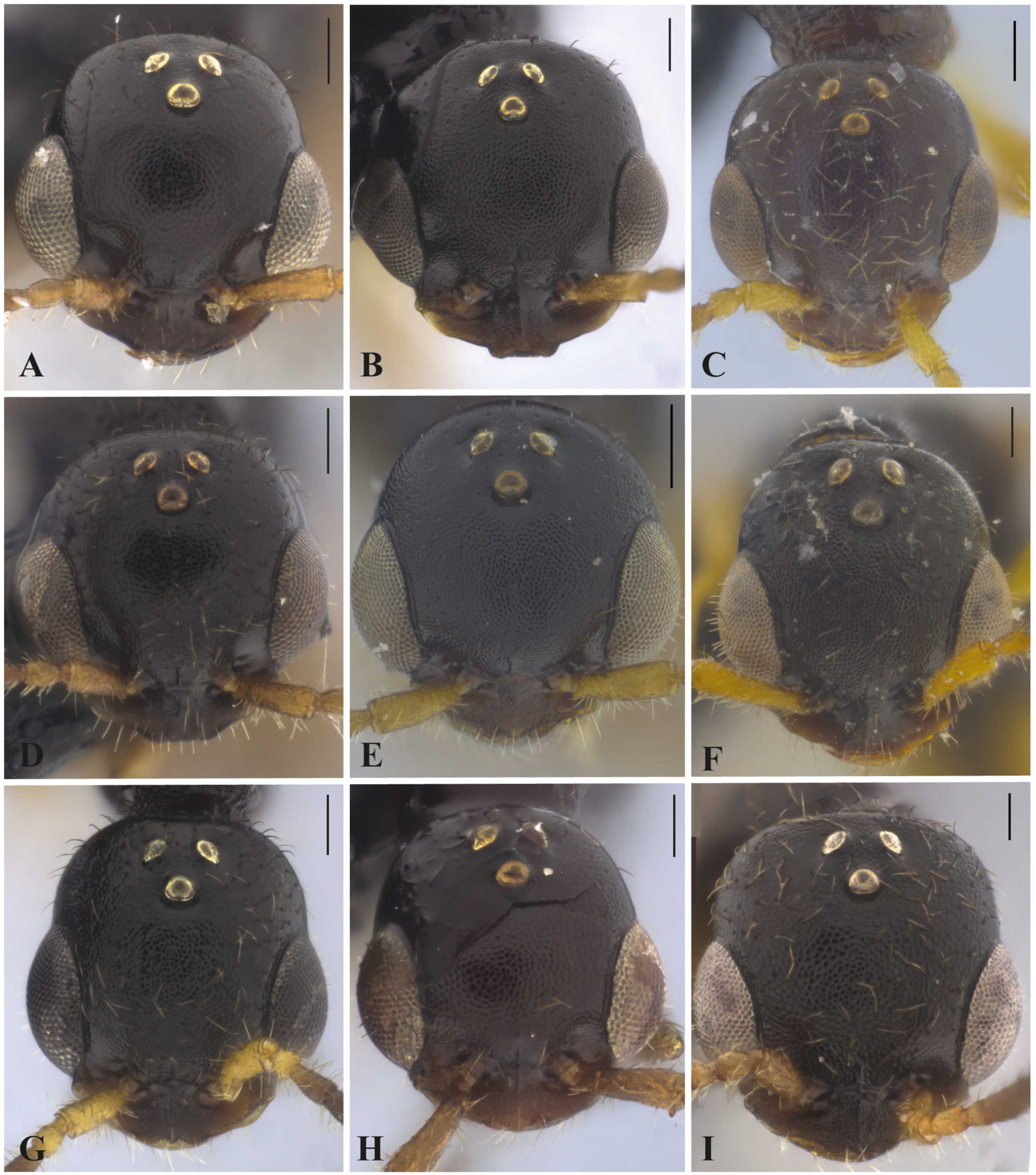 Taxonomy 05 00039 g001