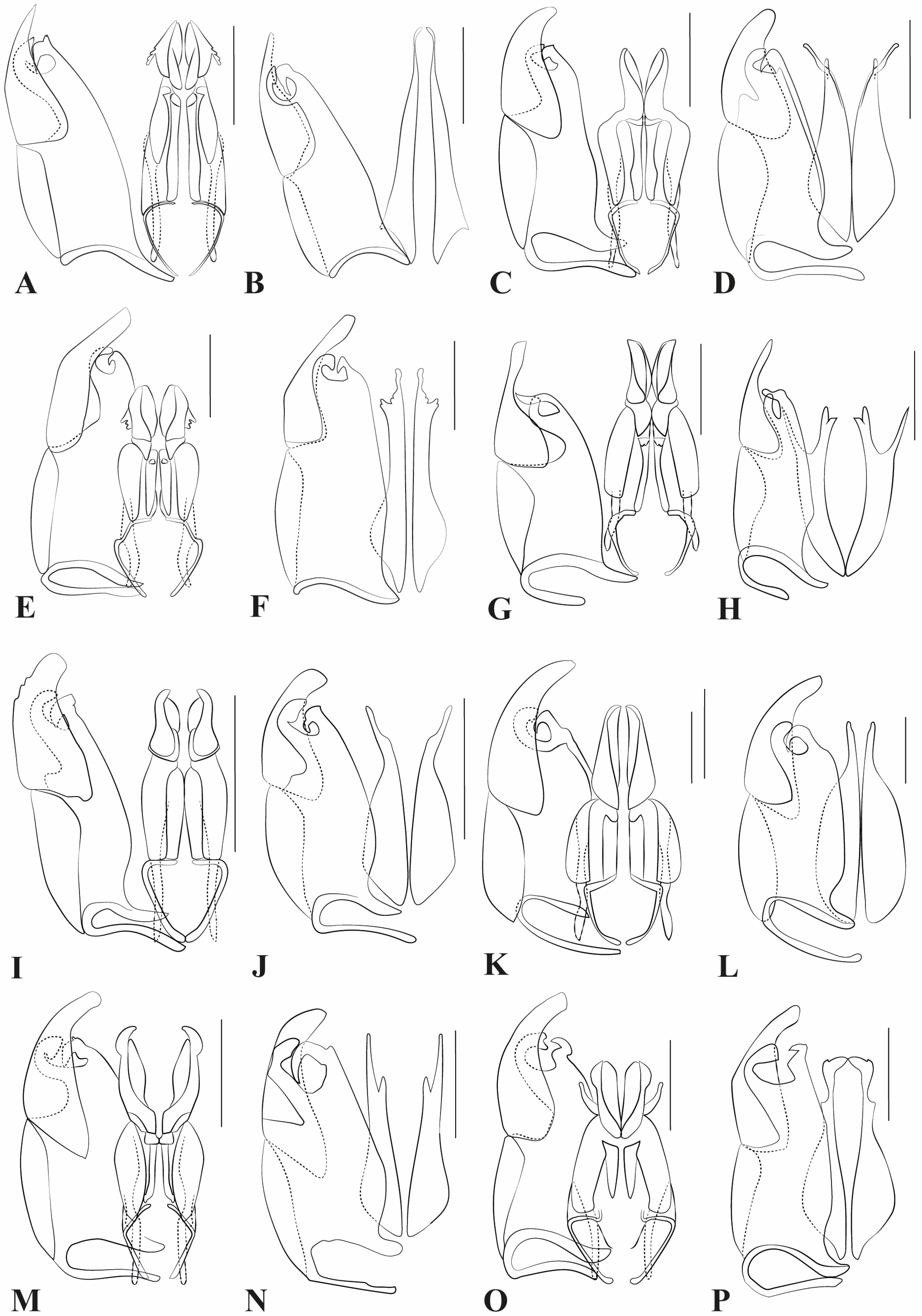Taxonomy 05 00039 g007