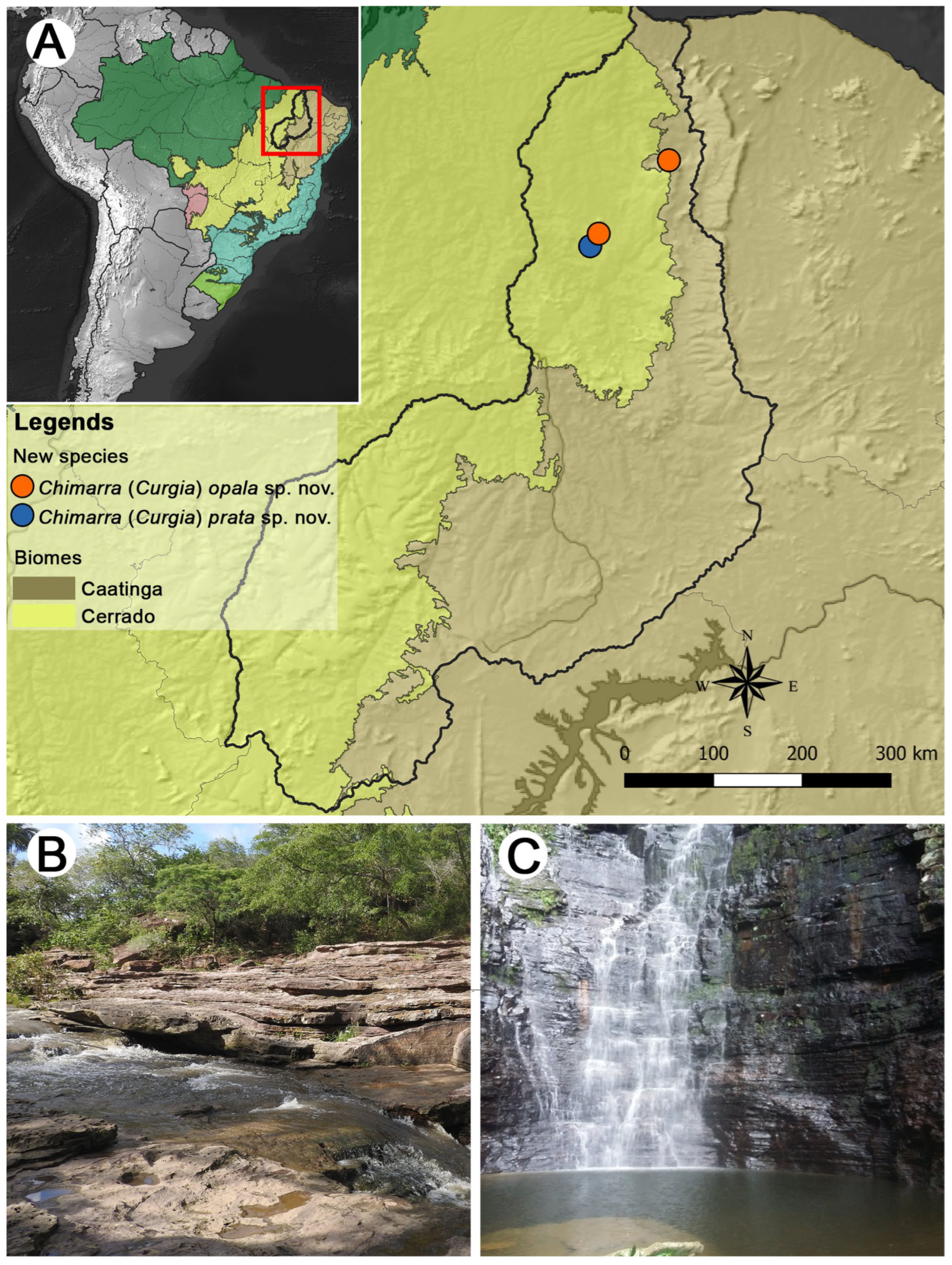 Taxonomy 05 00044 g001 Taxonomy 05 00044 g001