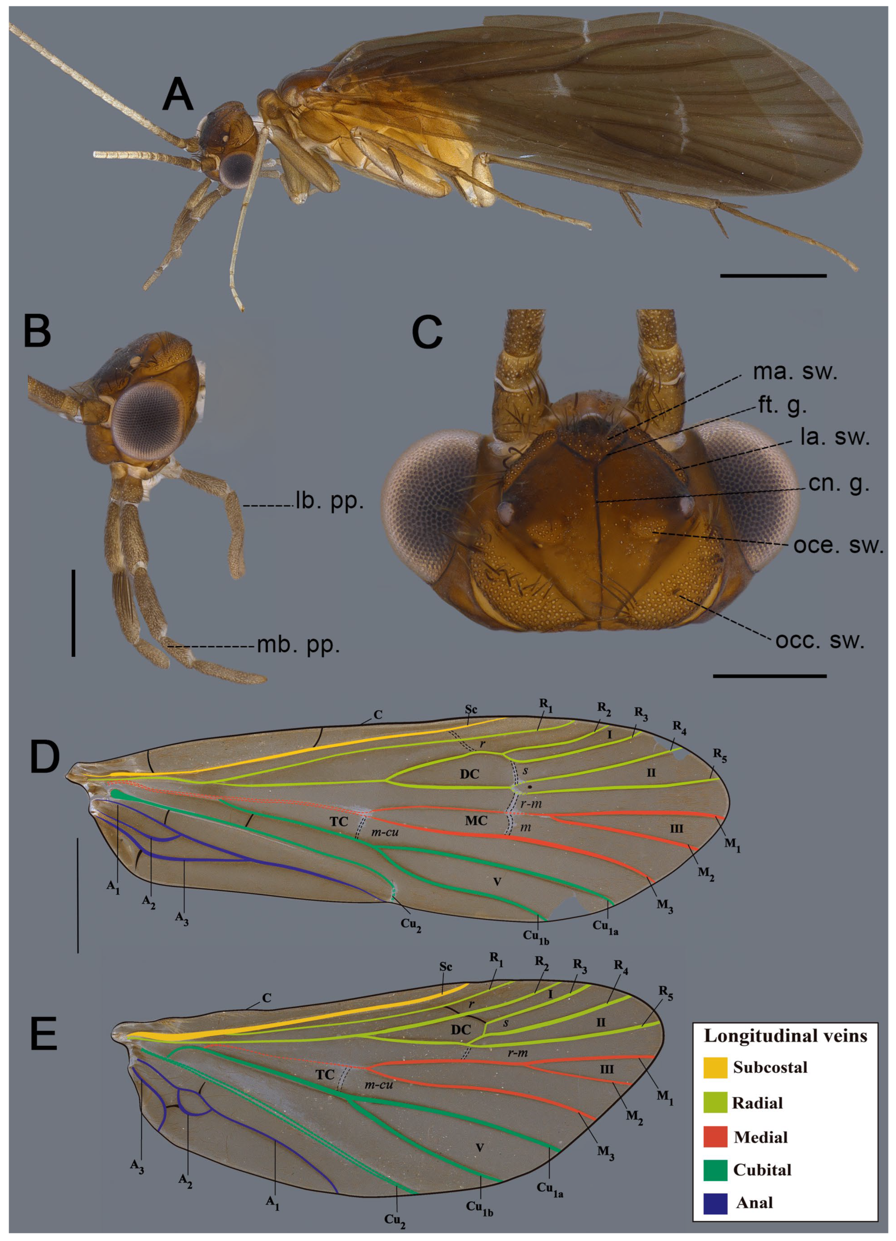 Taxonomy 05 00044 g002 Taxonomy 05 00044 g002