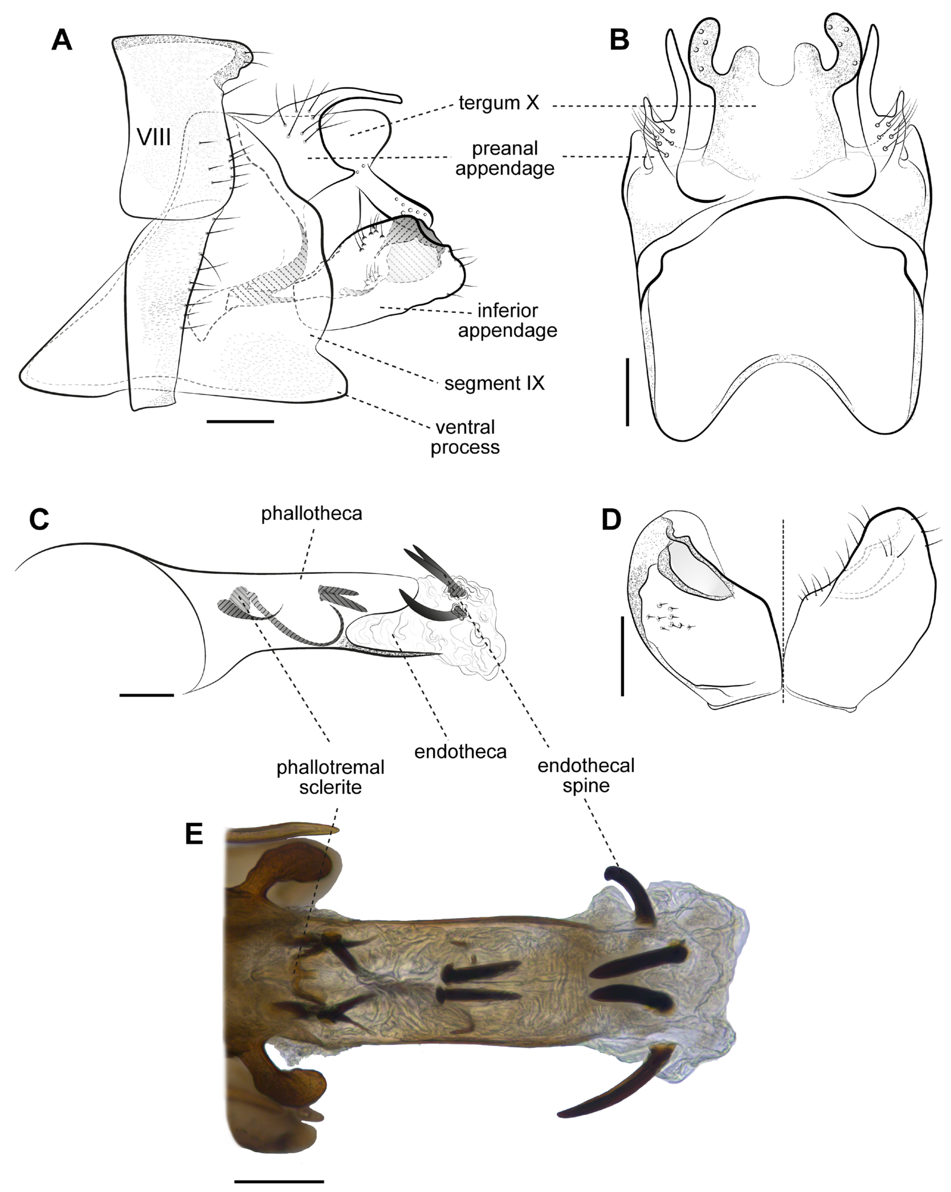 Taxonomy 05 00044 g003 Taxonomy 05 00044 g003