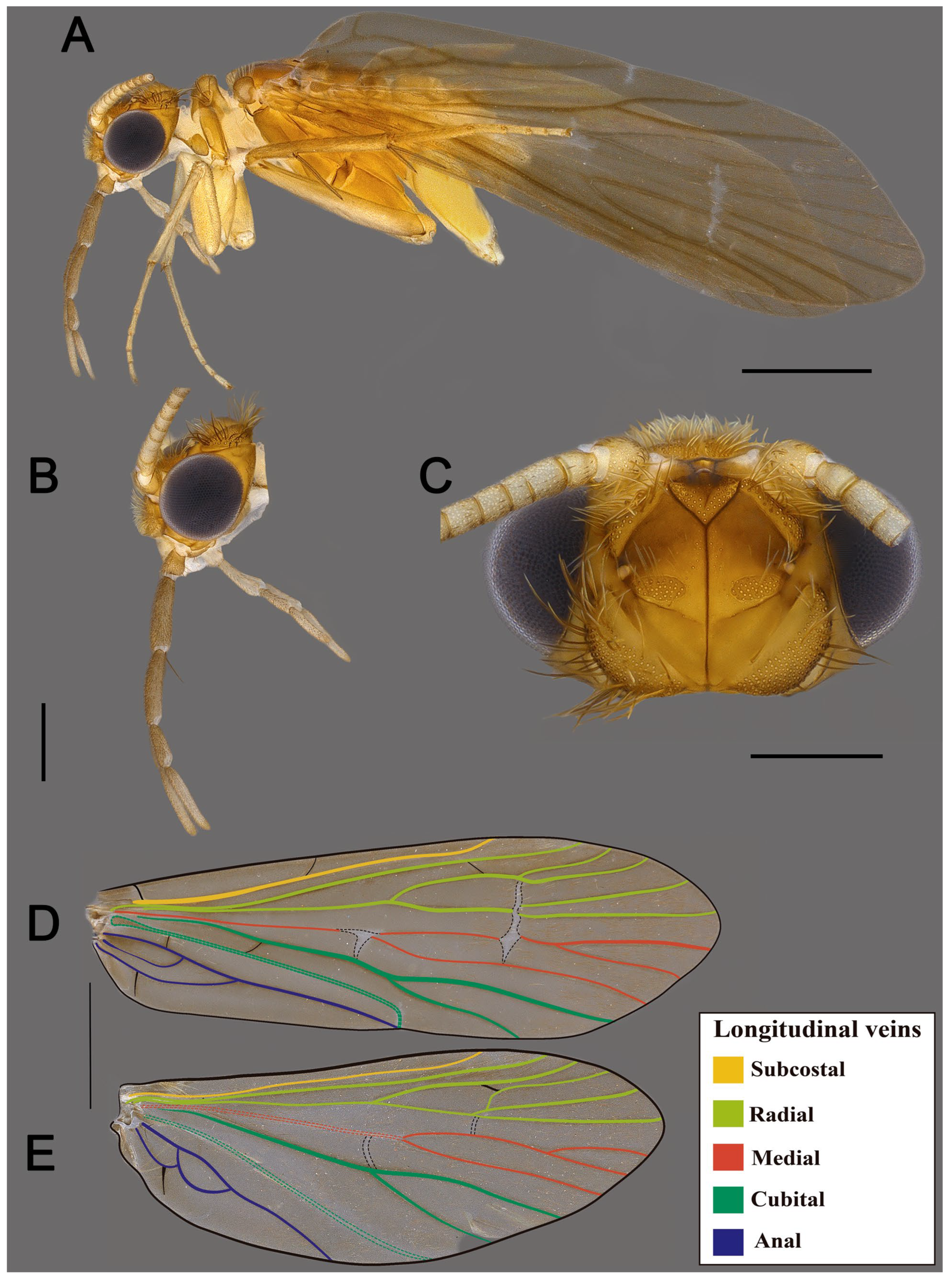 Taxonomy 05 00044 g004 Taxonomy 05 00044 g004