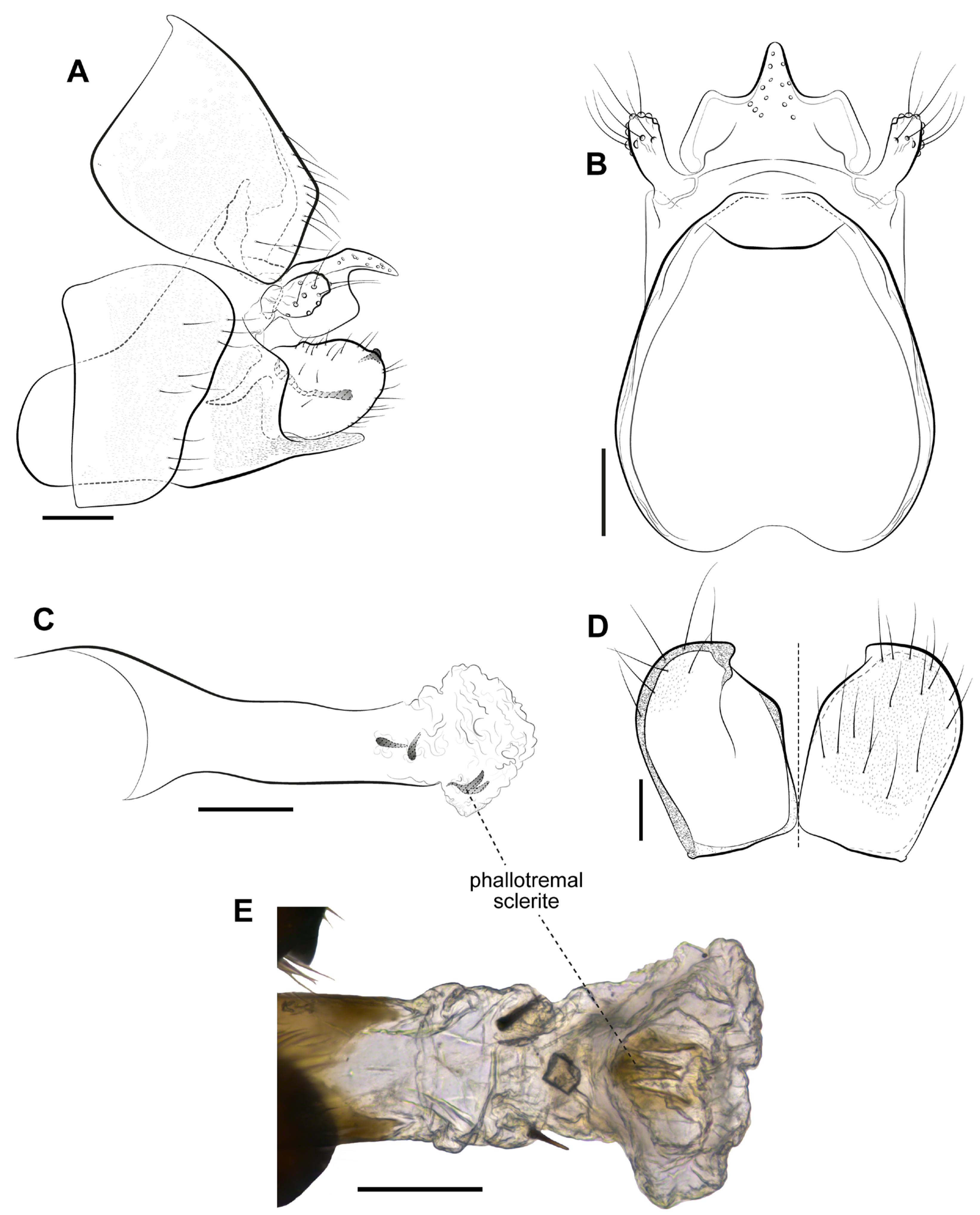 Taxonomy 05 00044 g005 Taxonomy 05 00044 g005