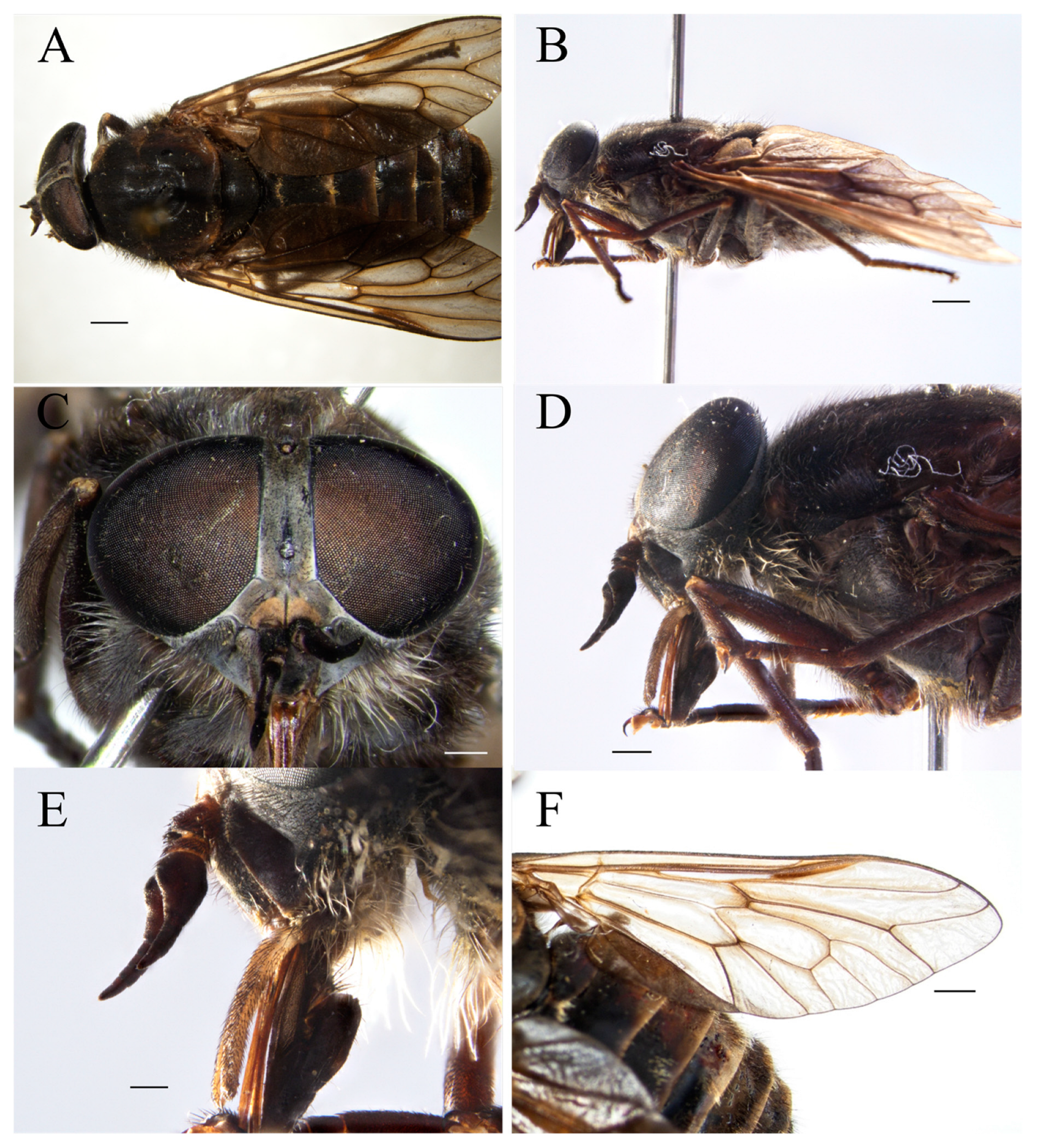 Taxonomy 05 00047 g001