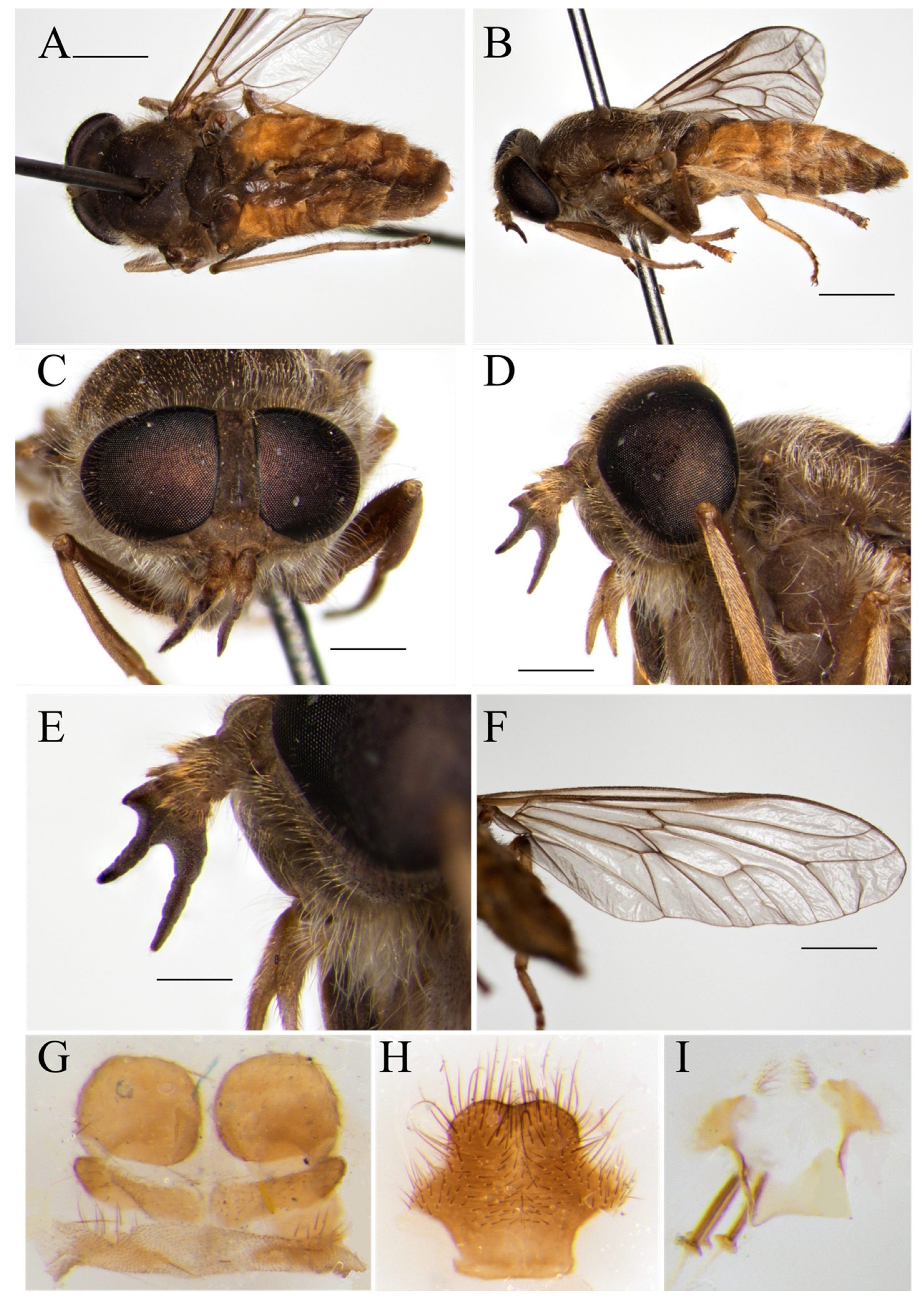 Taxonomy 05 00047 g003