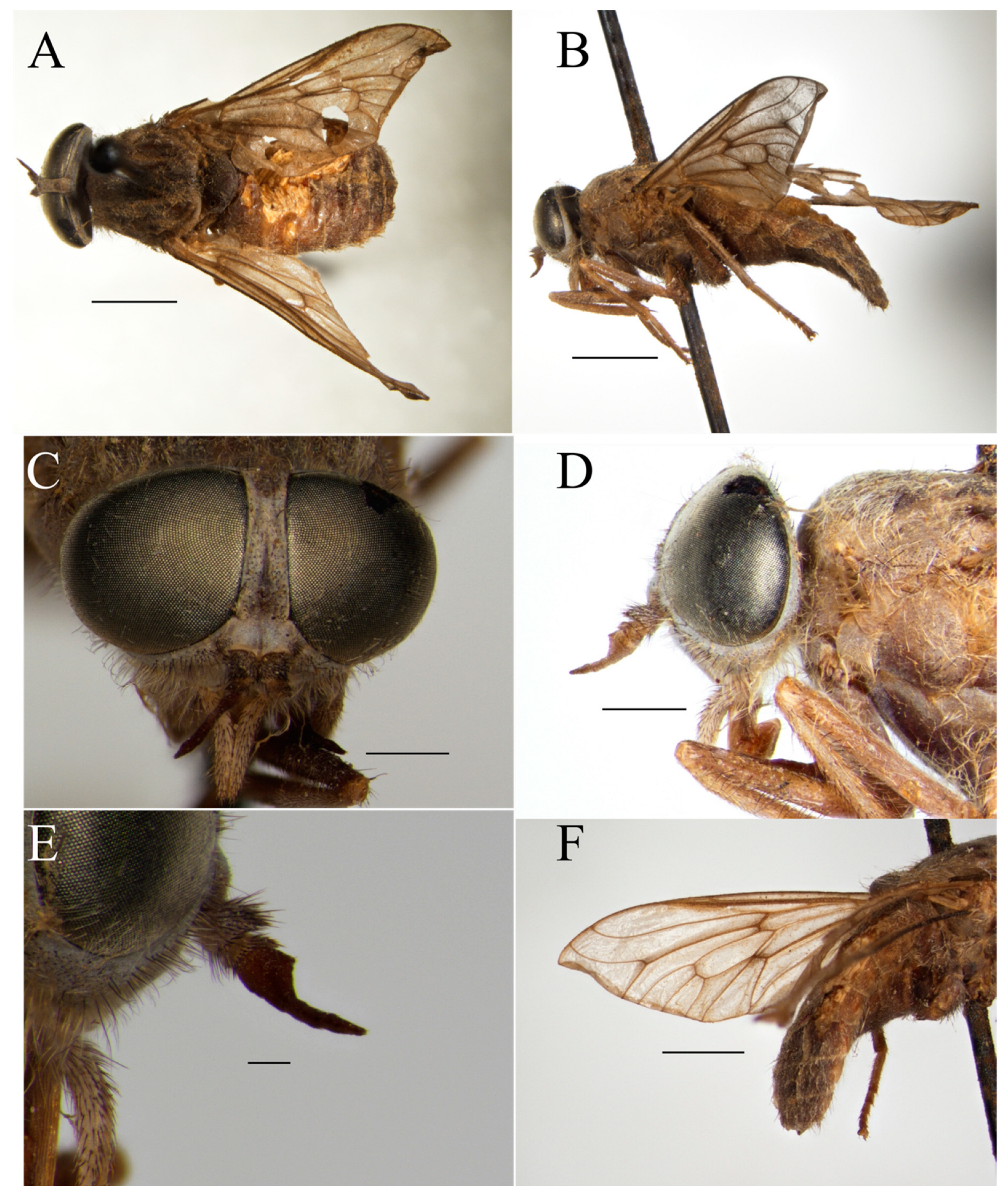 Taxonomy 05 00047 g004