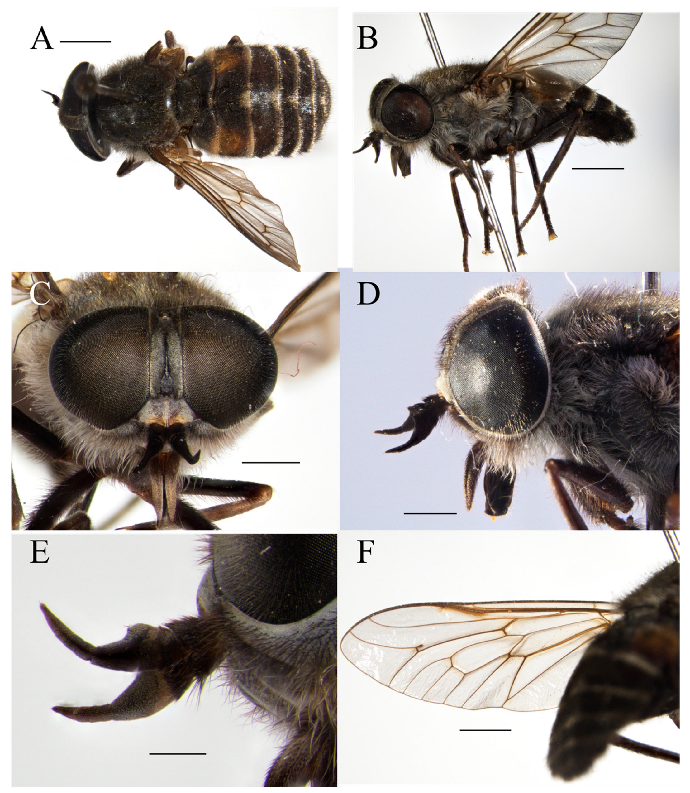 Taxonomy 05 00047 g007