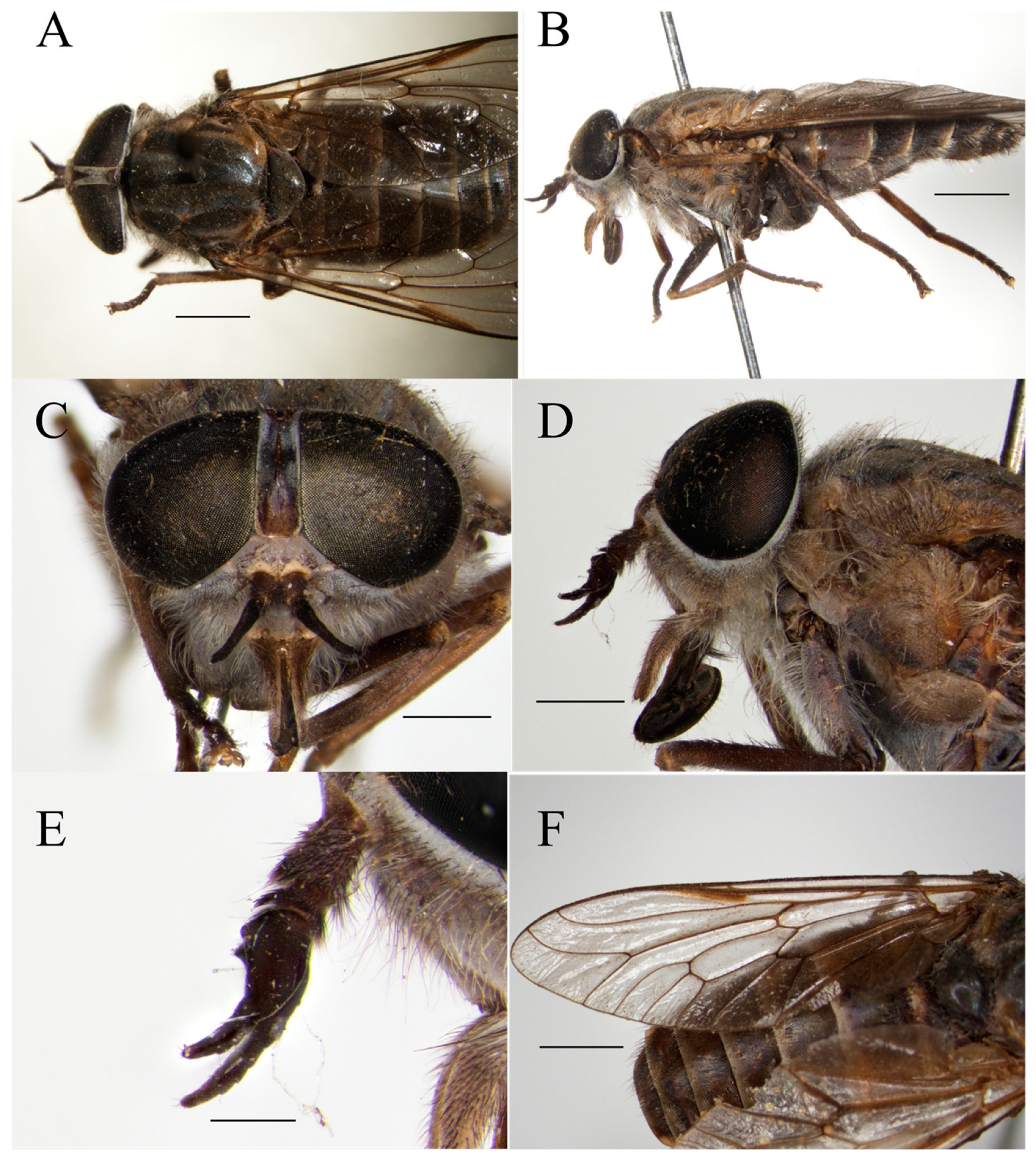Taxonomy 05 00047 g008