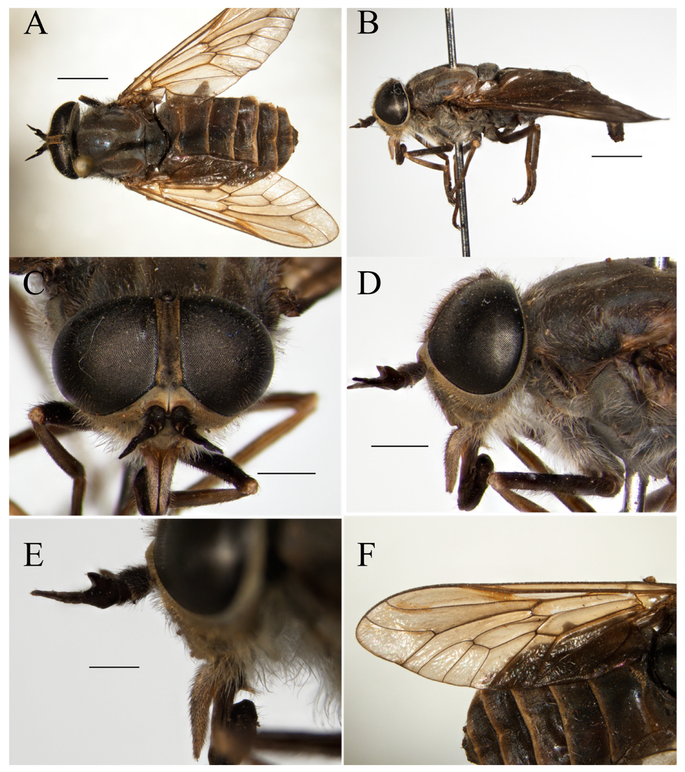 Taxonomy 05 00047 g011