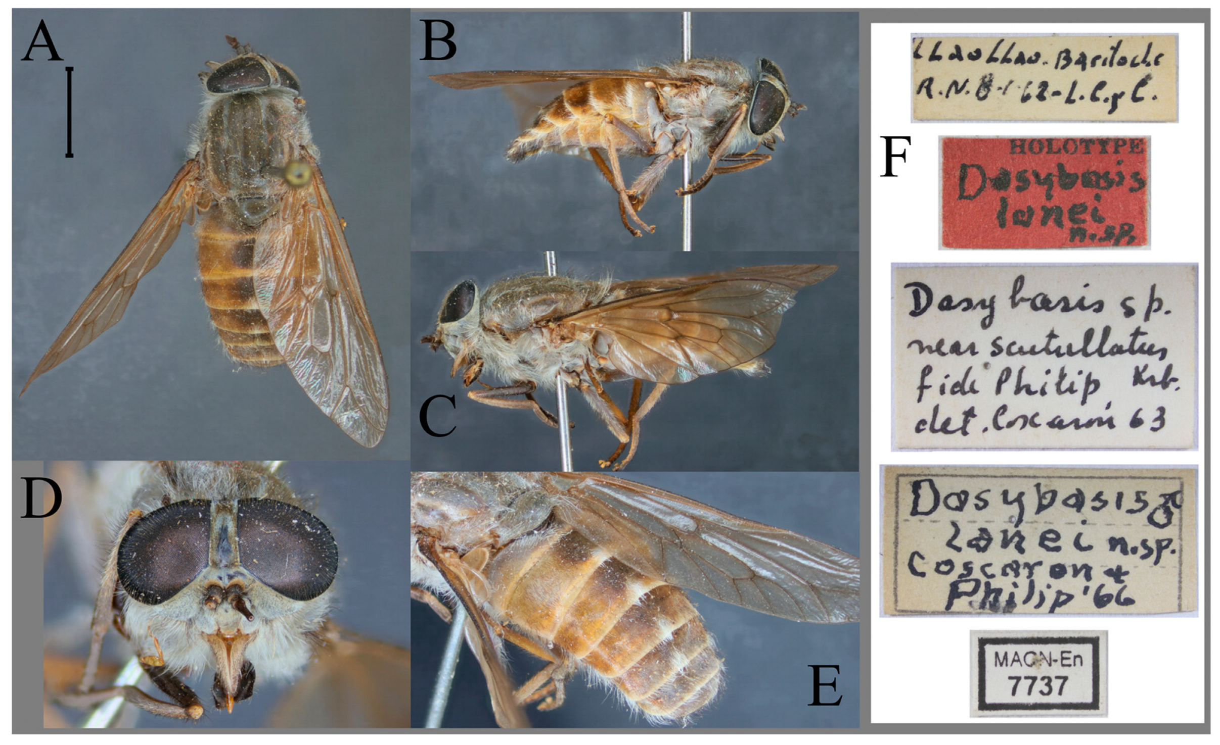Taxonomy 05 00047 g013