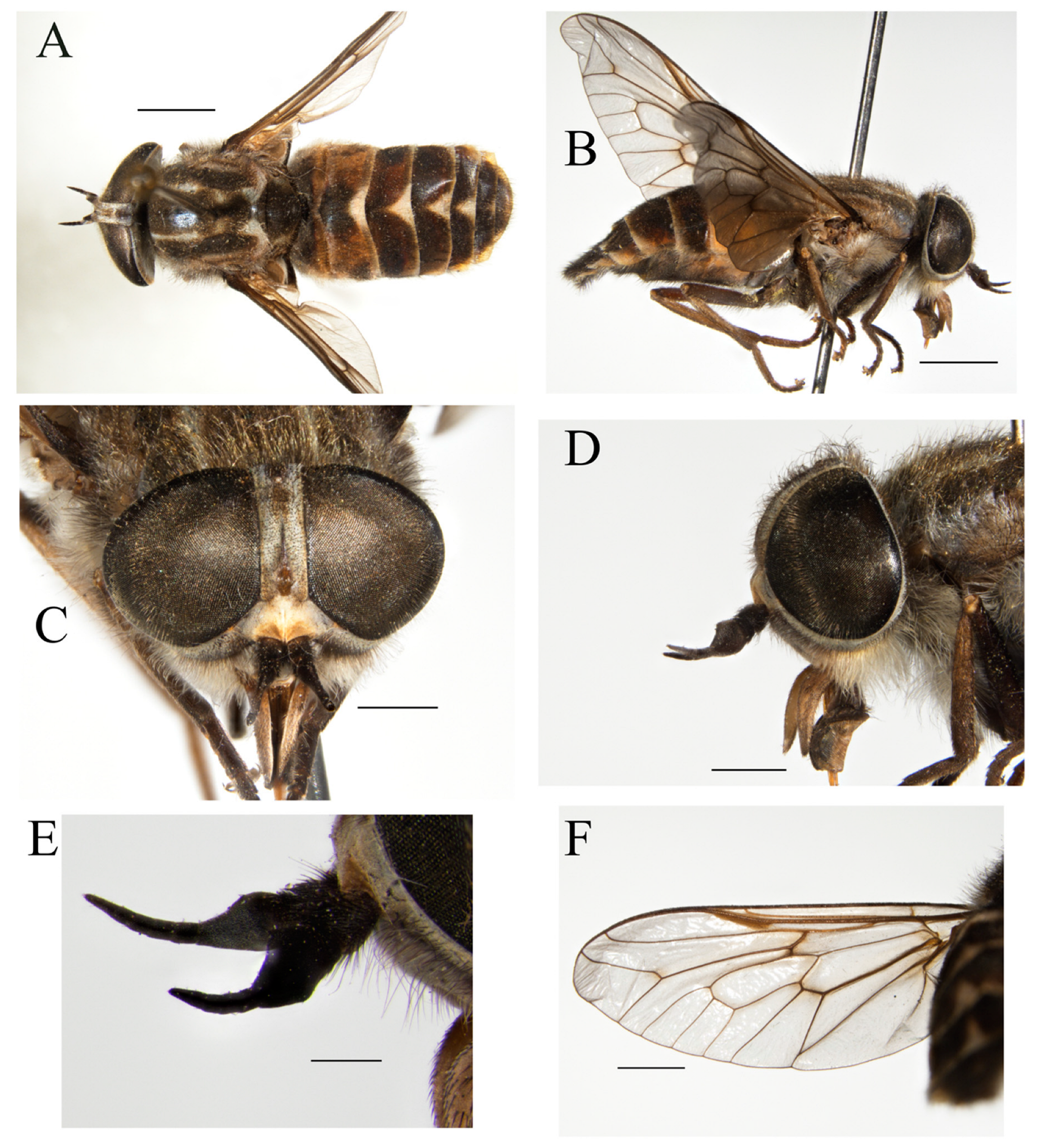 Taxonomy 05 00047 g015