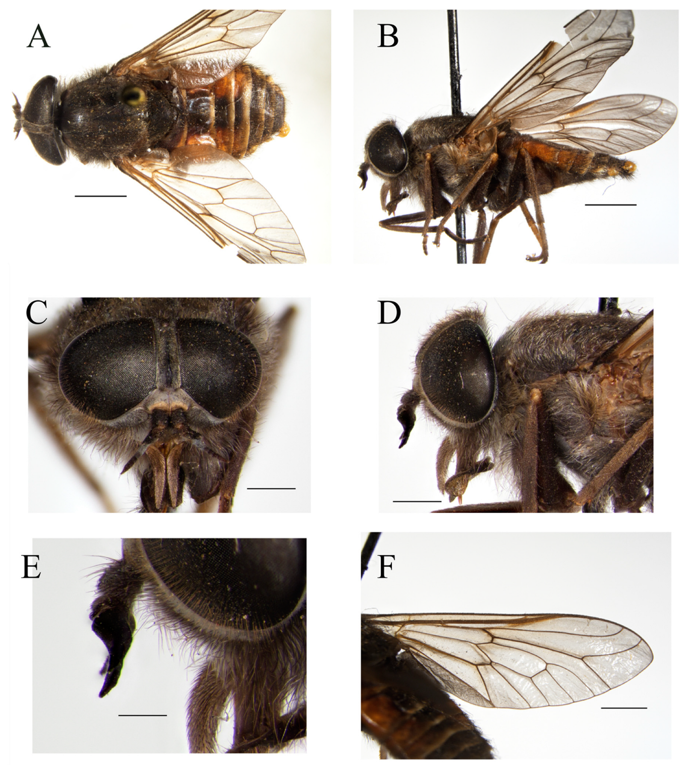 Taxonomy 05 00047 g017