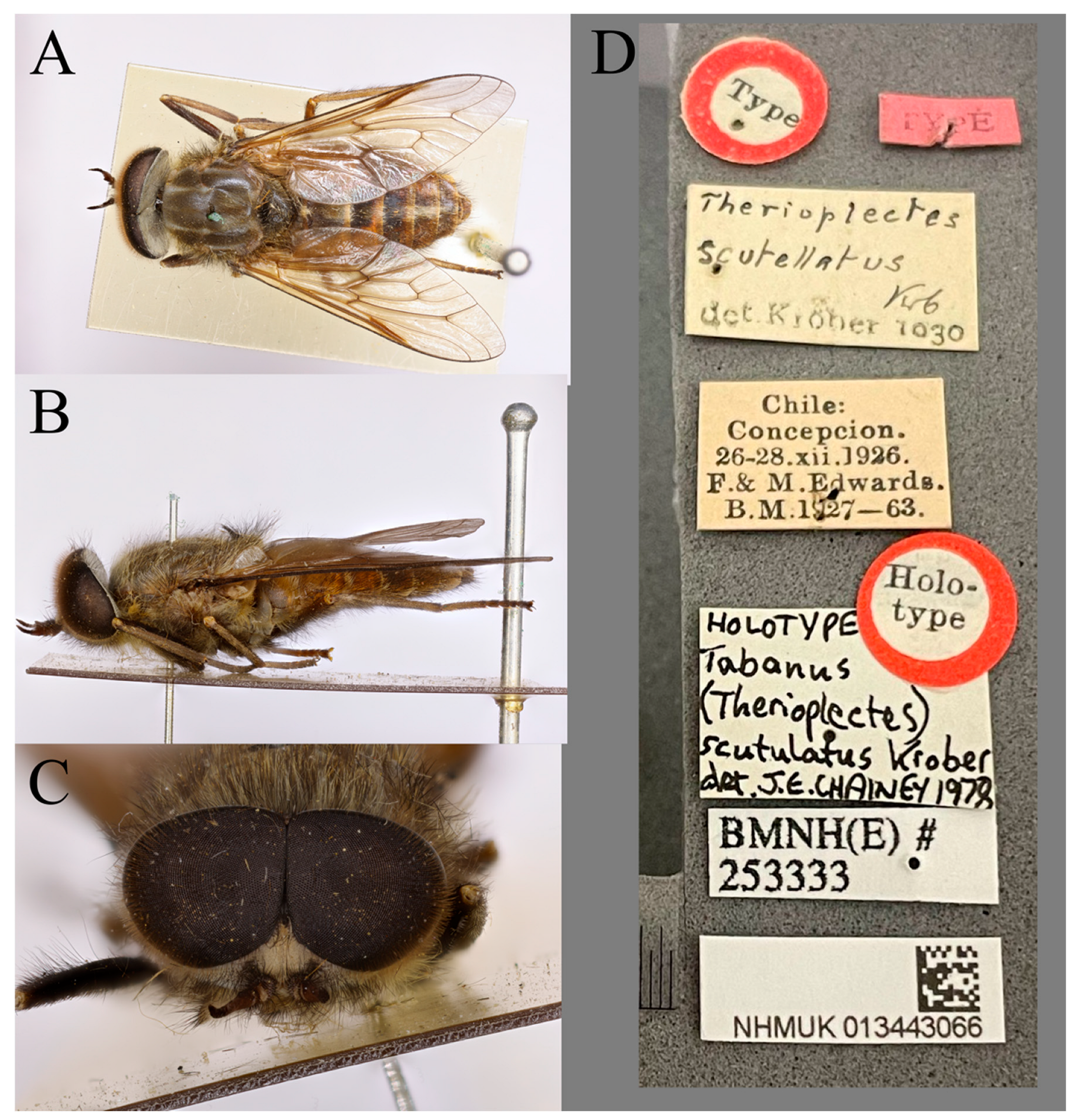 Taxonomy 05 00047 g018
