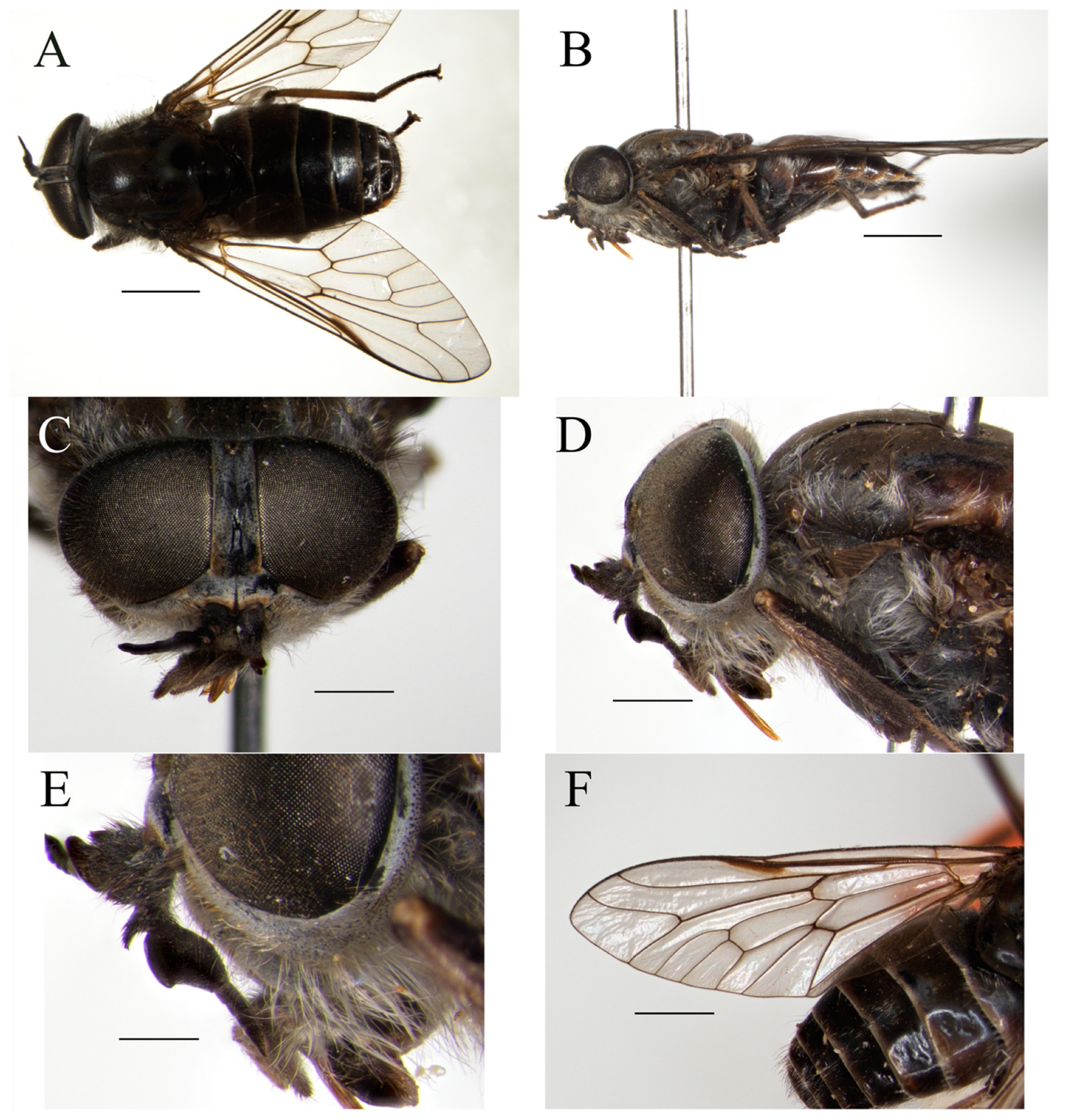 Taxonomy 05 00047 g020