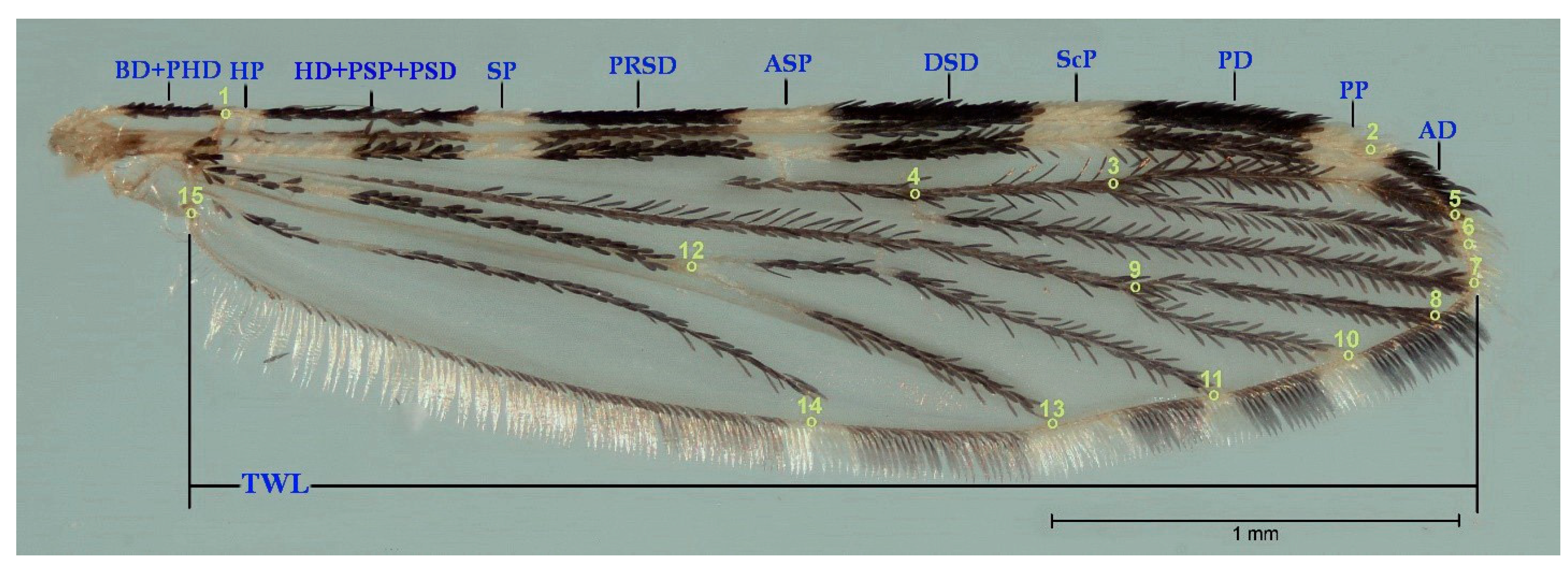 Taxonomy 05 00048 g002