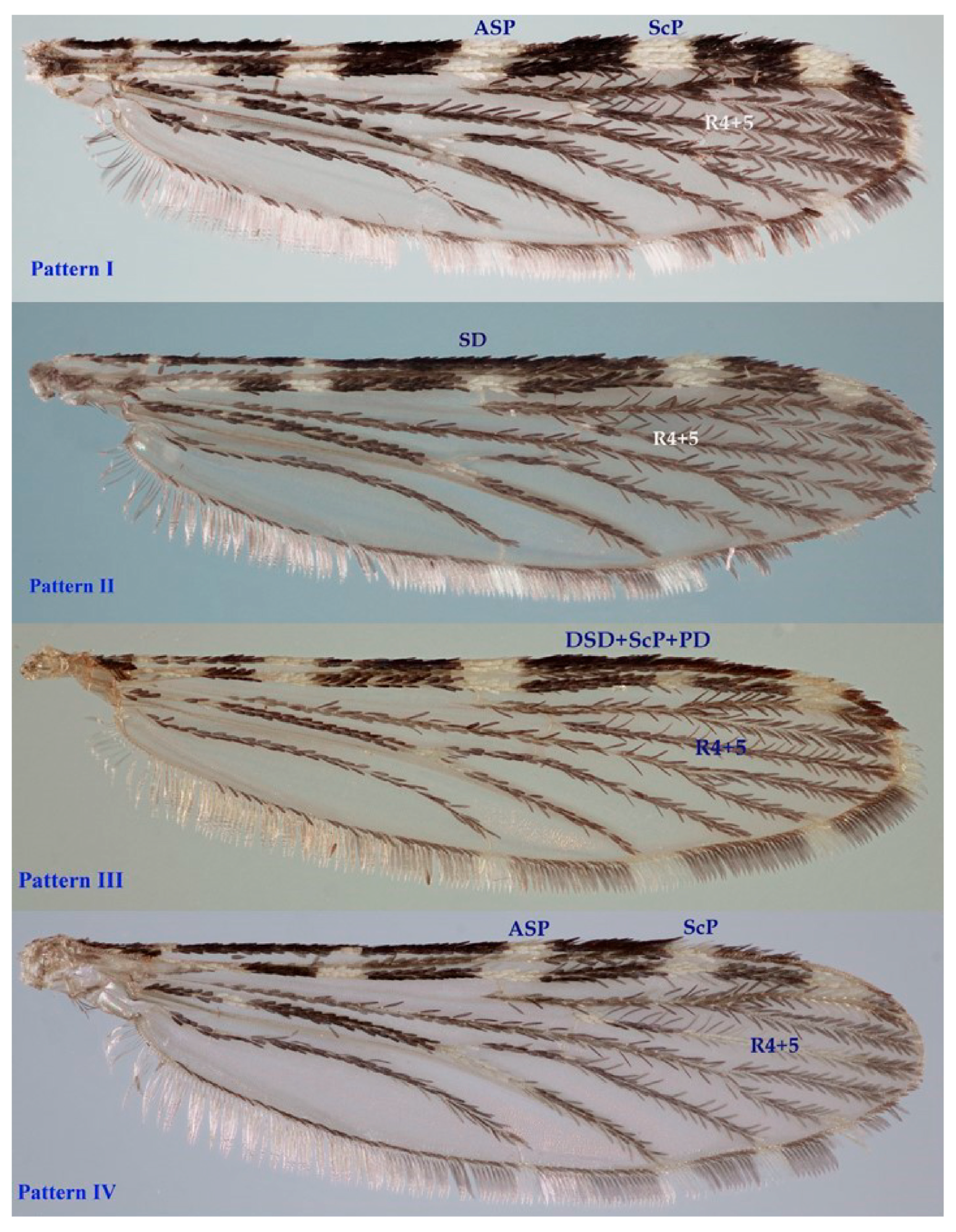 Taxonomy 05 00048 g003